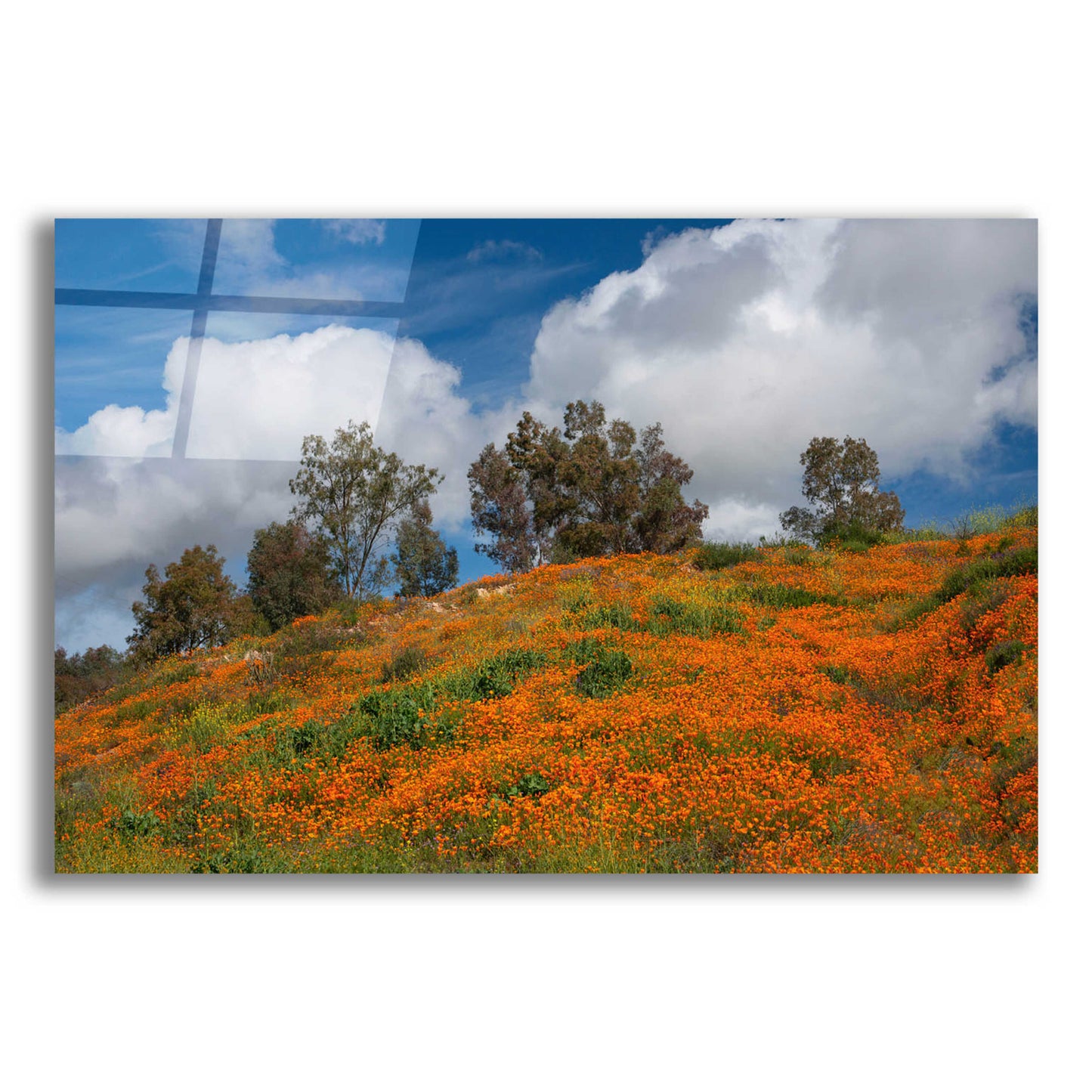 Epic Art 'Poppies, Trees & Clouds' by John Gavrilis, Acrylic Glass Wall Art,16x12