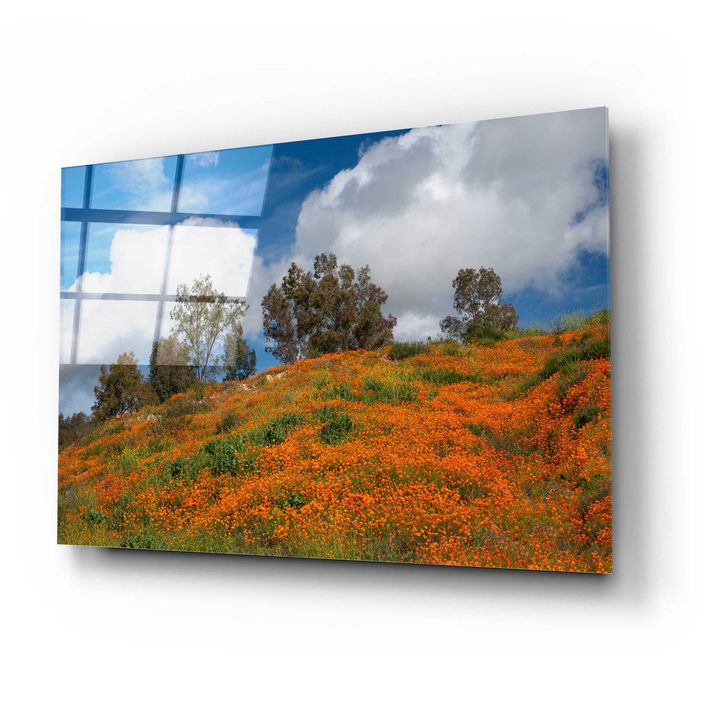 Epic Art 'Poppies, Trees & Clouds' by John Gavrilis, Acrylic Glass Wall Art,24x16