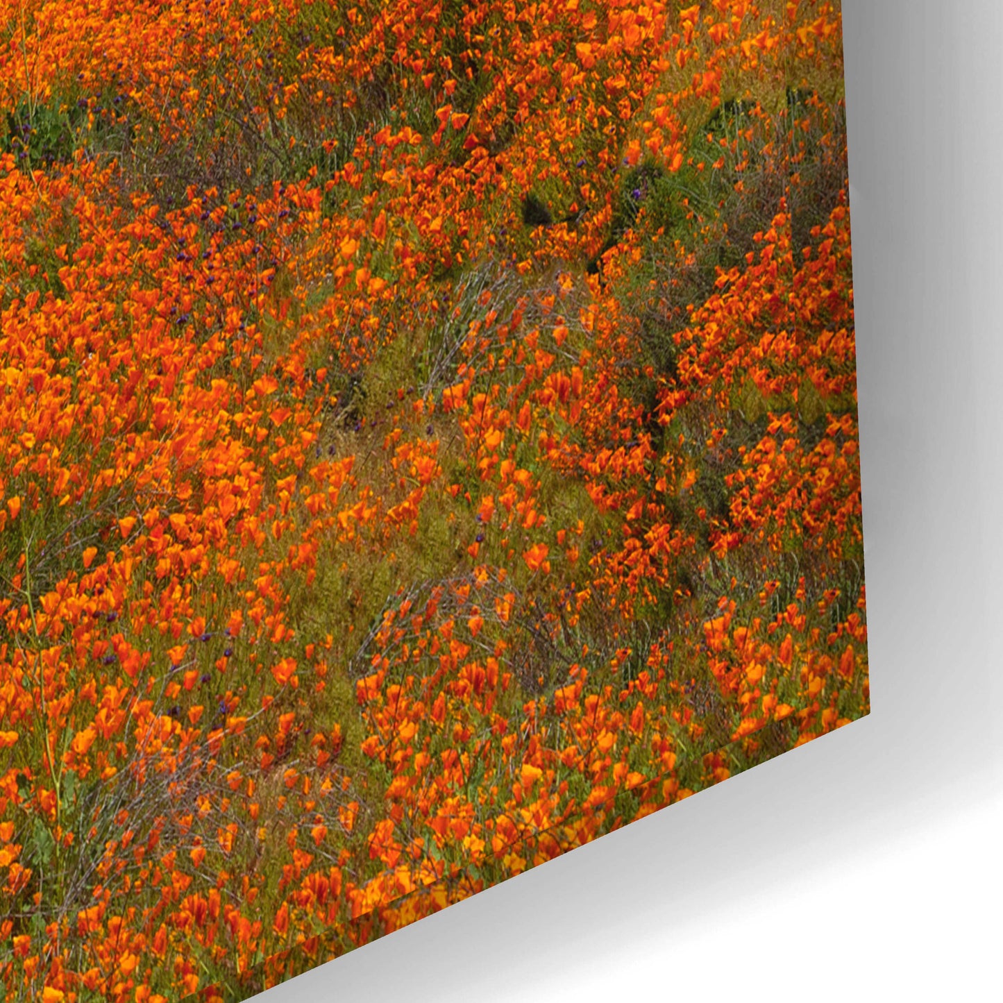 Epic Art 'Poppies, Trees & Clouds' by John Gavrilis, Acrylic Glass Wall Art,24x16