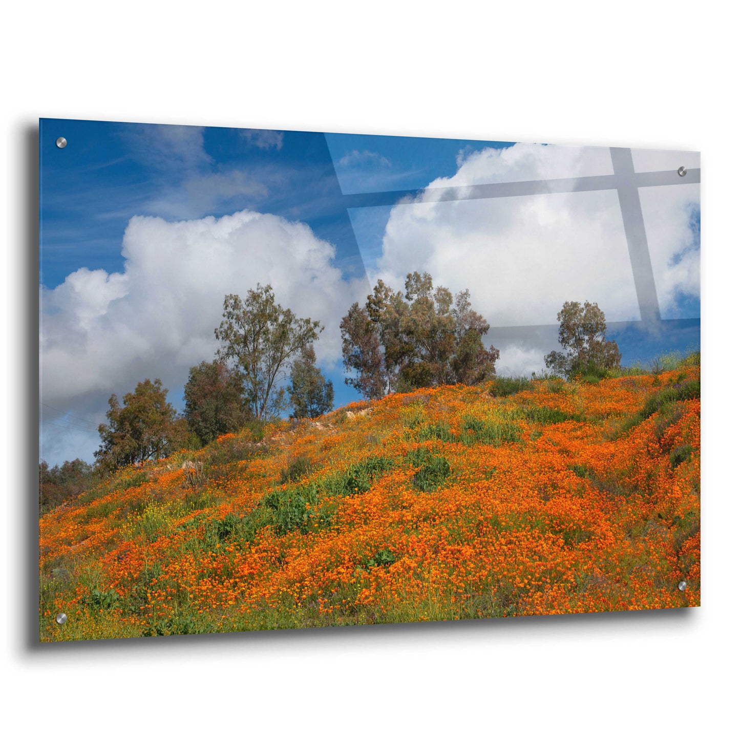 Epic Art 'Poppies, Trees & Clouds' by John Gavrilis, Acrylic Glass Wall Art,36x24