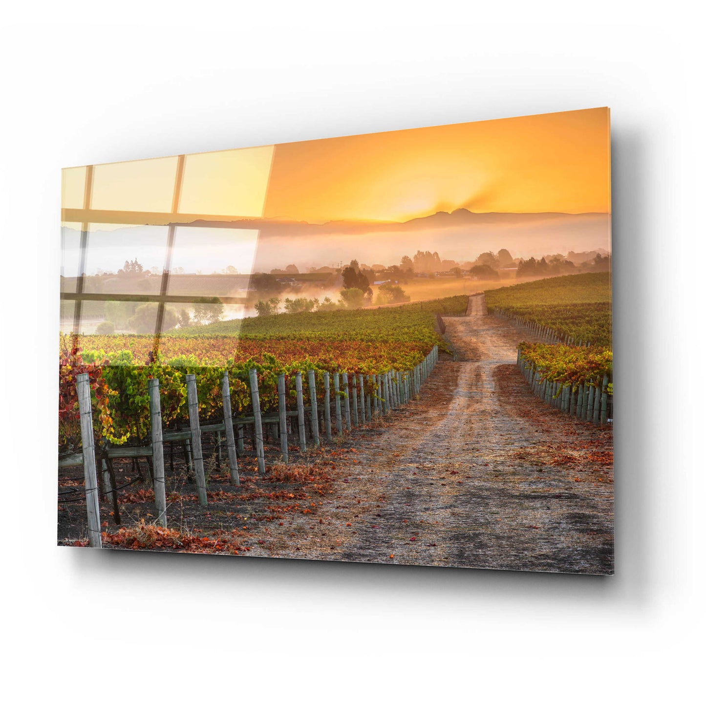 Epic Art 'Vineyard Sunrise' by John Gavrilis, Acrylic Glass Wall Art,24x16