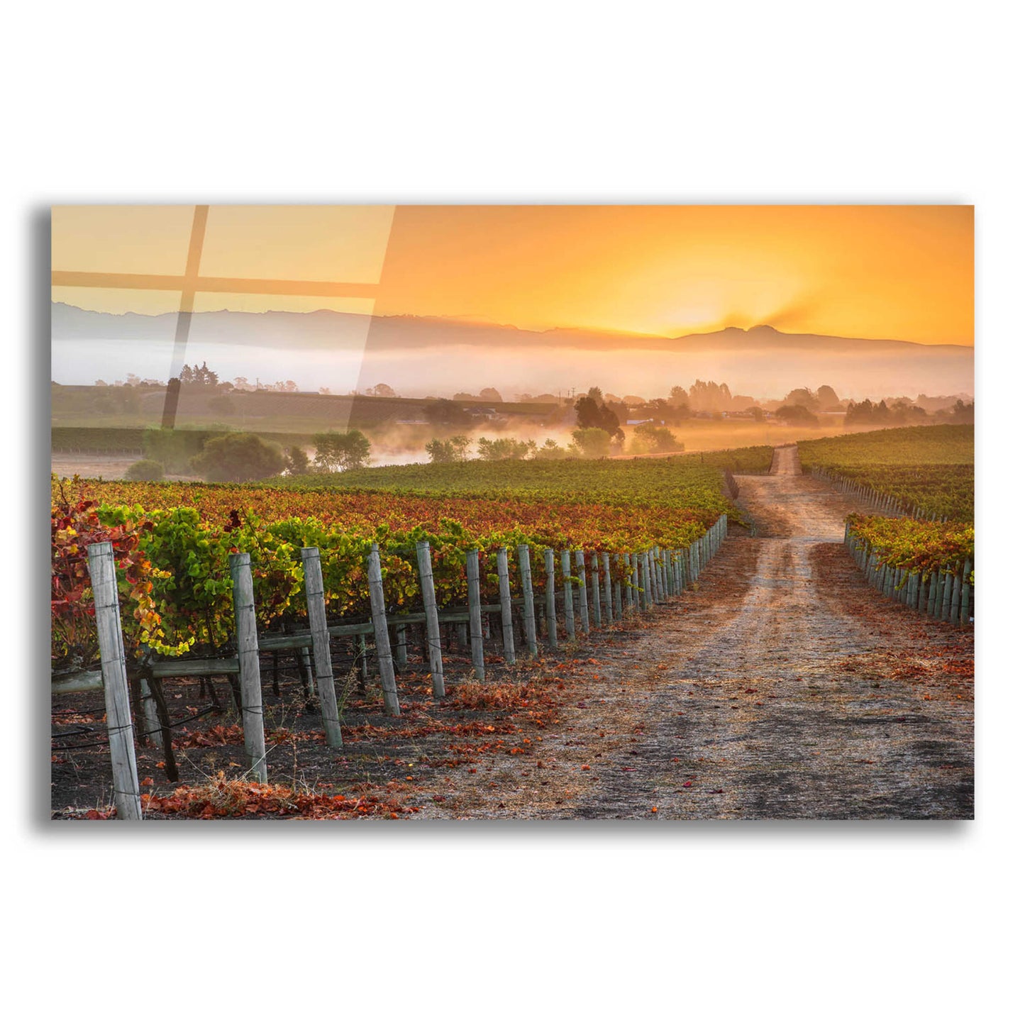 Epic Art 'Vineyard Sunrise' by John Gavrilis, Acrylic Glass Wall Art,24x16