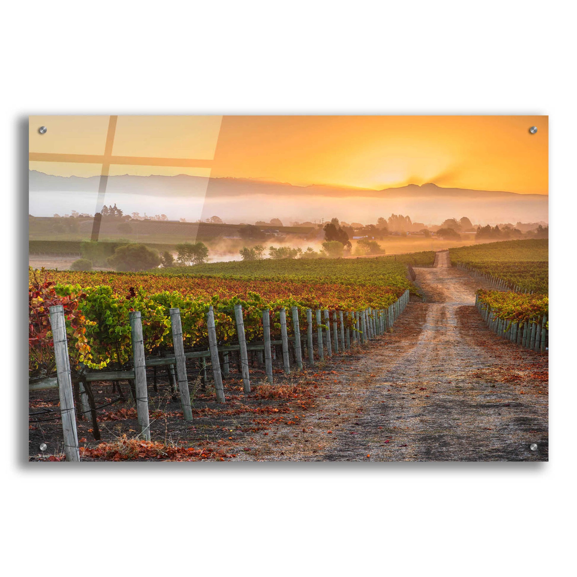 Epic Art 'Vineyard Sunrise' by John Gavrilis, Acrylic Glass Wall Art,36x24