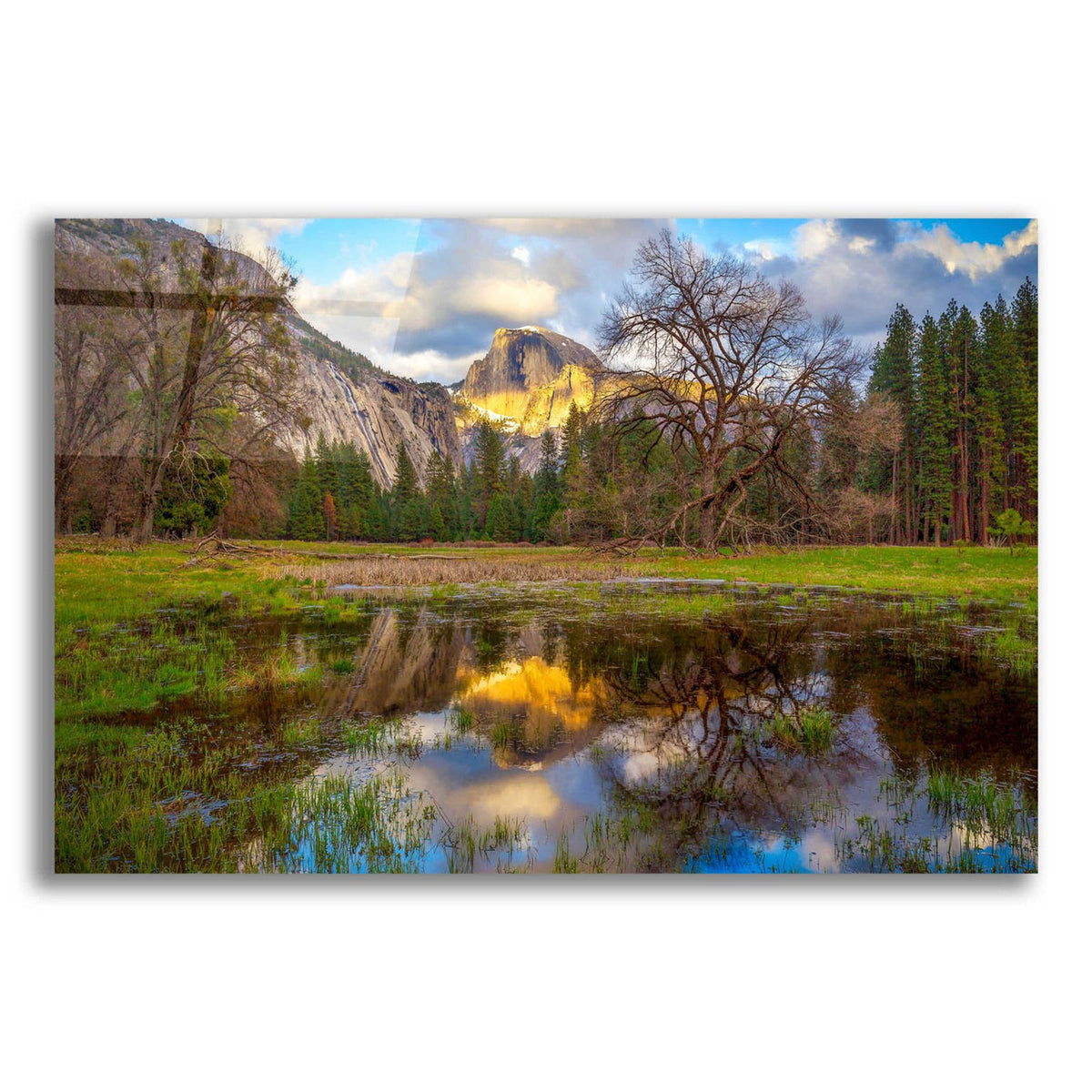 A Mother's Tree by Ann Gordon acrylic glass wall art