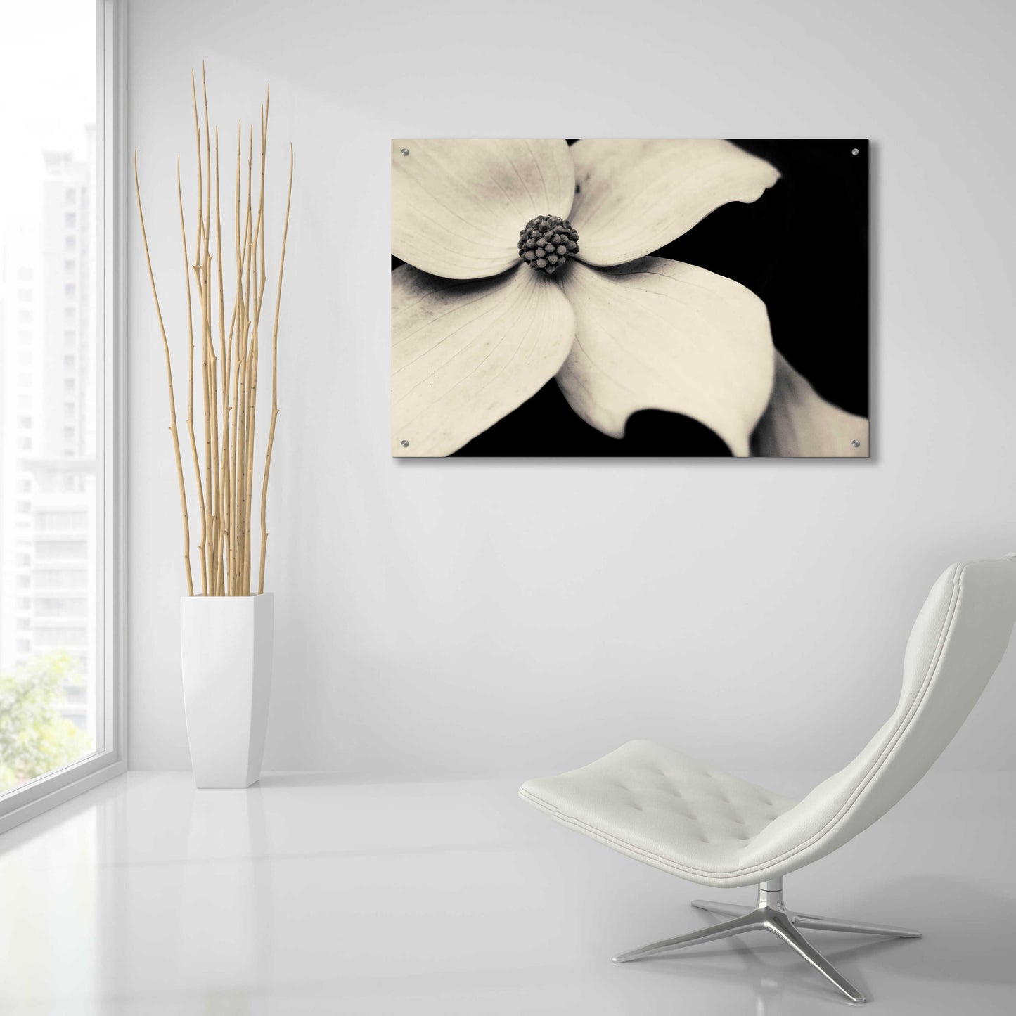 Epic Art 'Dogwood Flower' by Gary Horsfall, Acrylic Glass Wall Art,36x24