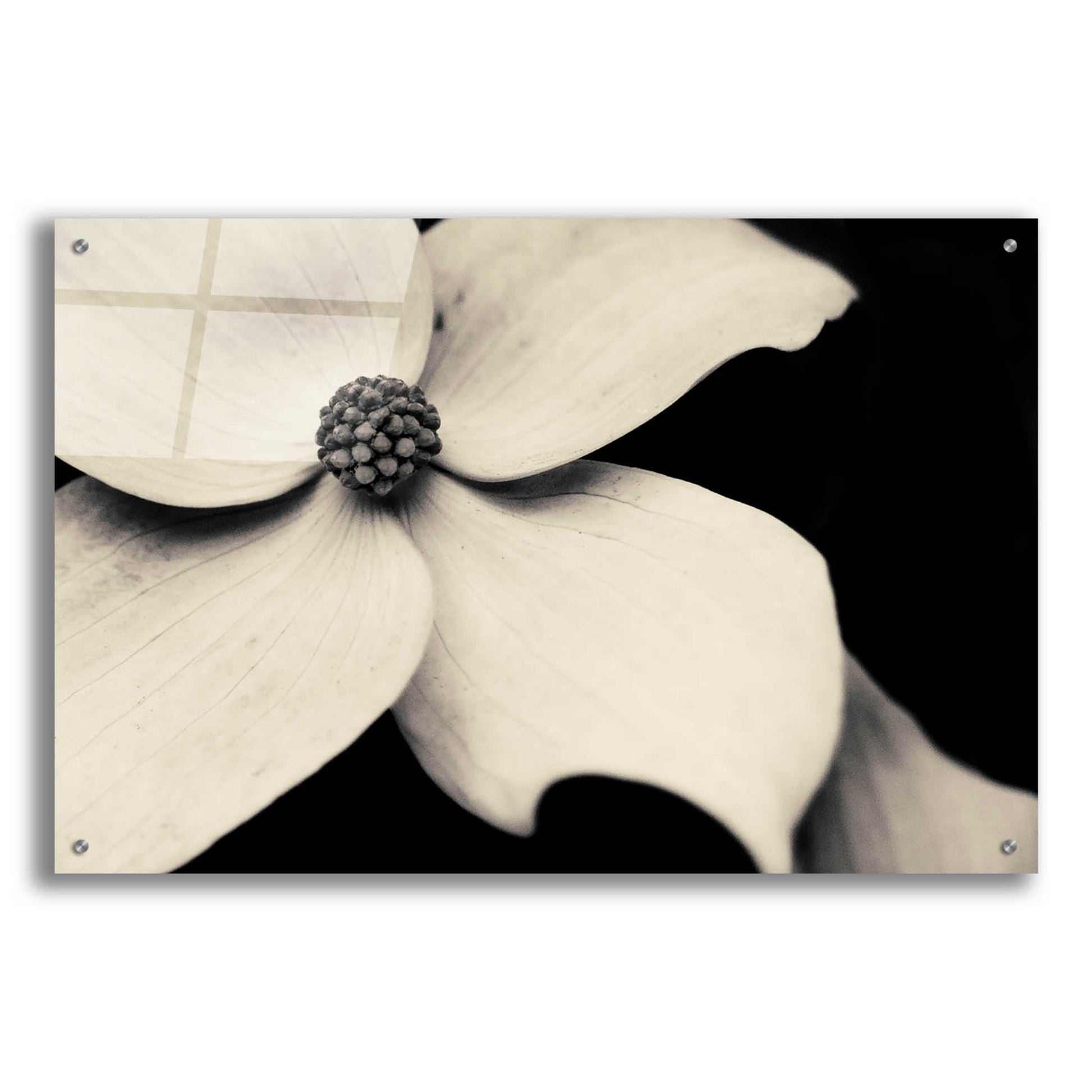 Epic Art 'Dogwood Flower' by Gary Horsfall, Acrylic Glass Wall Art,36x24