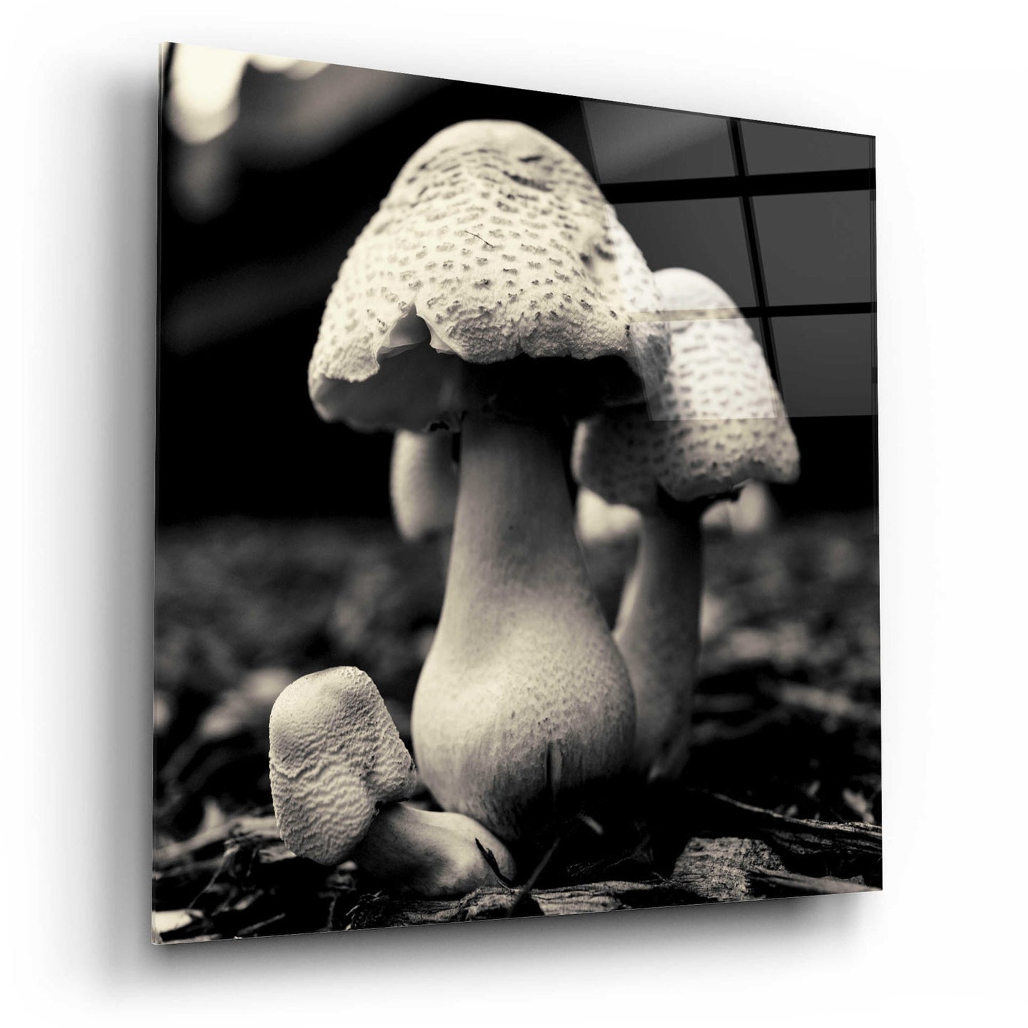 Epic Art 'Mushroom No. 3' by Gary Horsfall, Acrylic Glass Wall Art,12x12