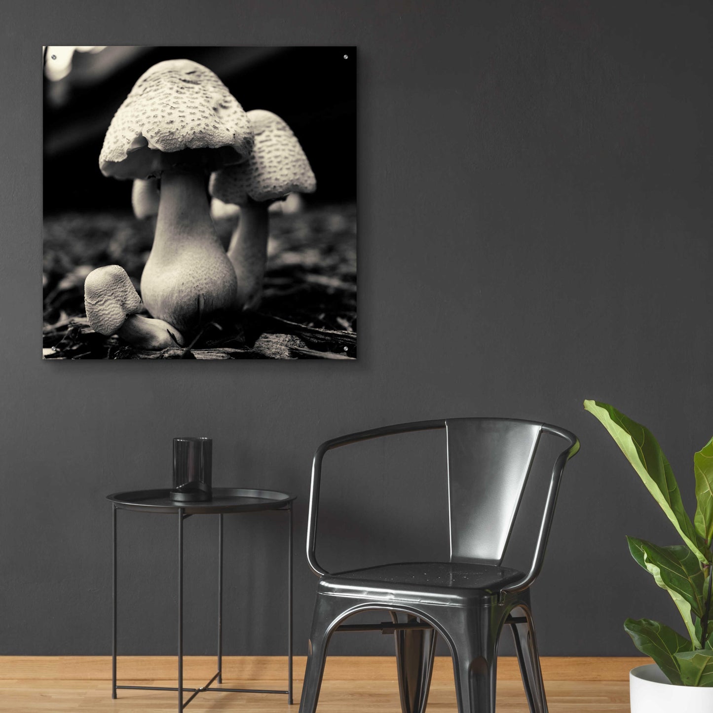 Epic Art 'Mushroom No. 3' by Gary Horsfall, Acrylic Glass Wall Art,36x36