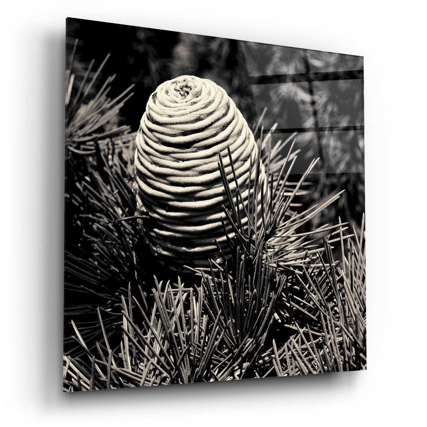 Epic Art 'Spruce Cone' by Gary Horsfall, Acrylic Glass Wall Art,12x12