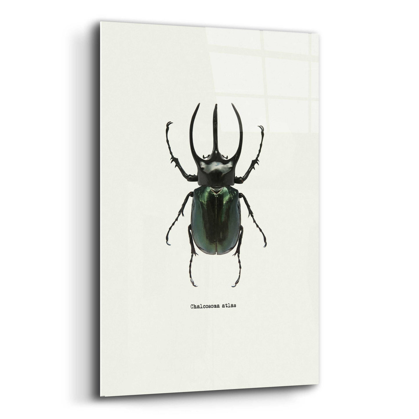 Epic Art 'Beetle Black' by GraphINC, Acrylic Glass Wall Art,12x16