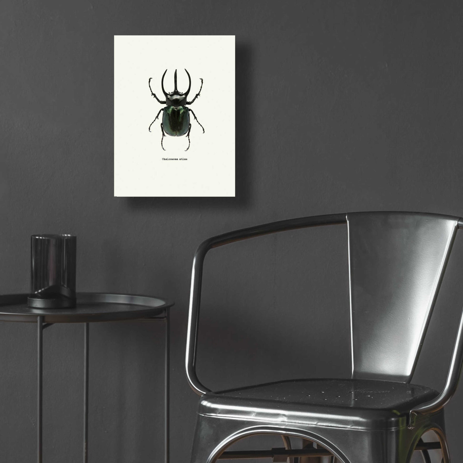 Epic Art 'Beetle Black' by GraphINC, Acrylic Glass Wall Art,12x16