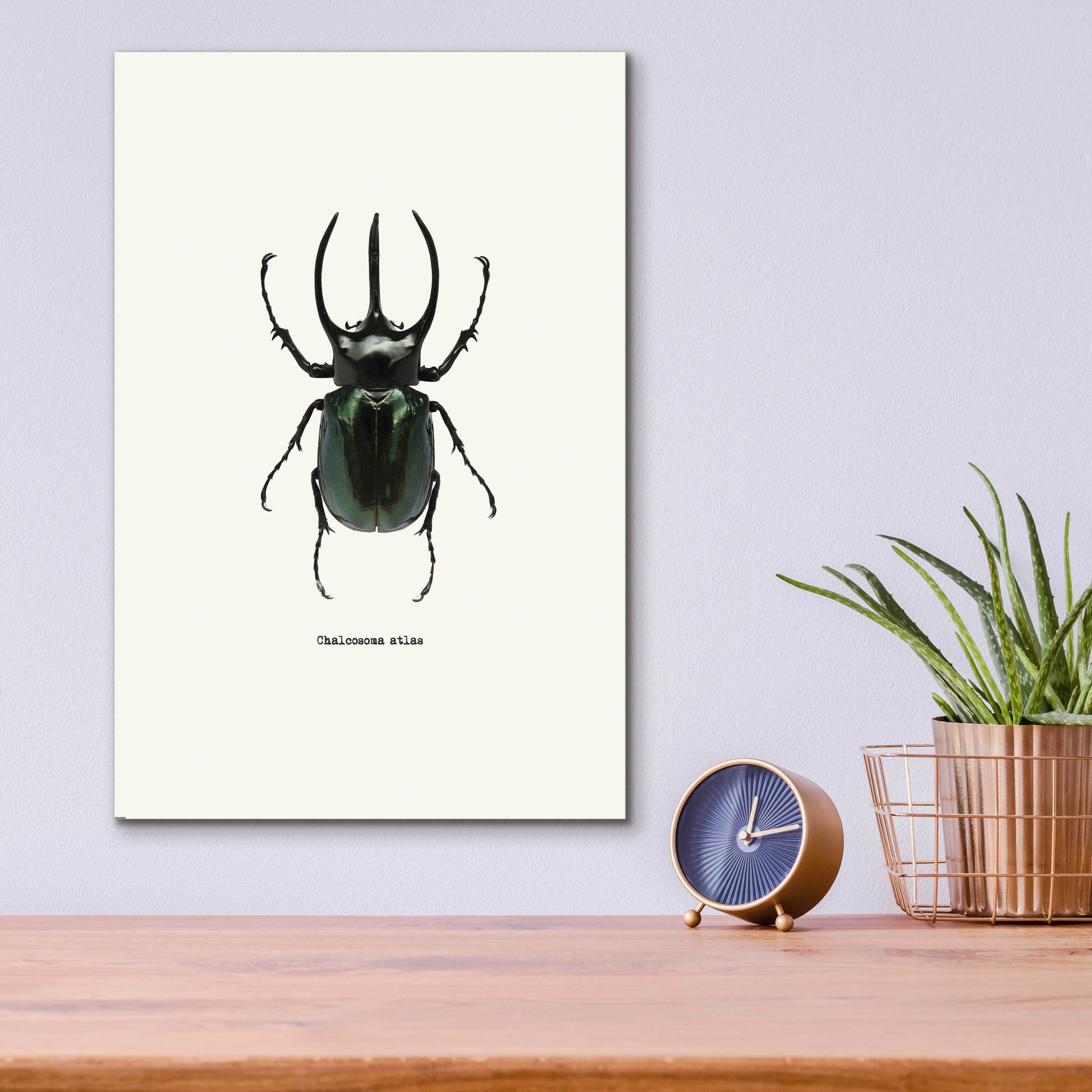 Epic Art 'Beetle Black' by GraphINC, Acrylic Glass Wall Art,12x16