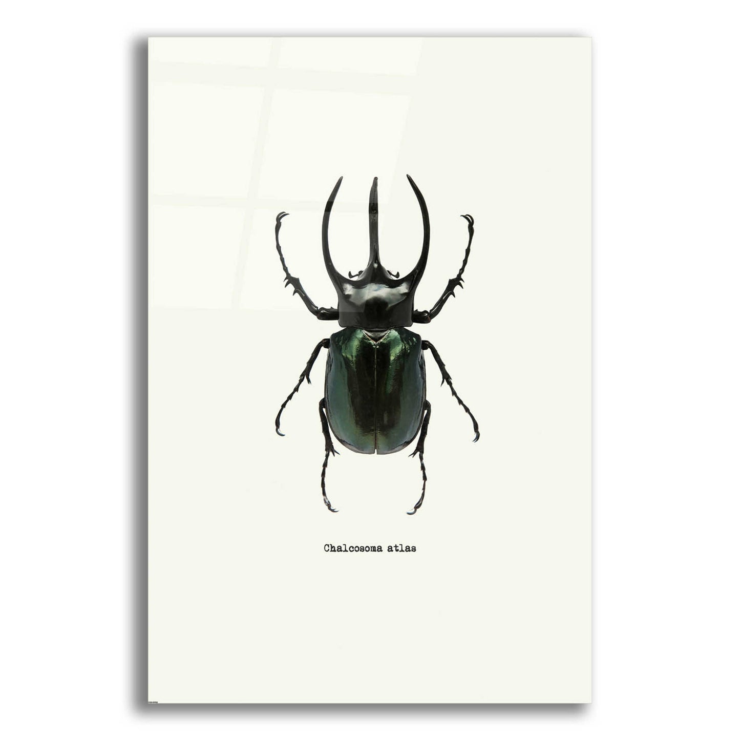 Epic Art 'Beetle Black' by GraphINC, Acrylic Glass Wall Art,12x16