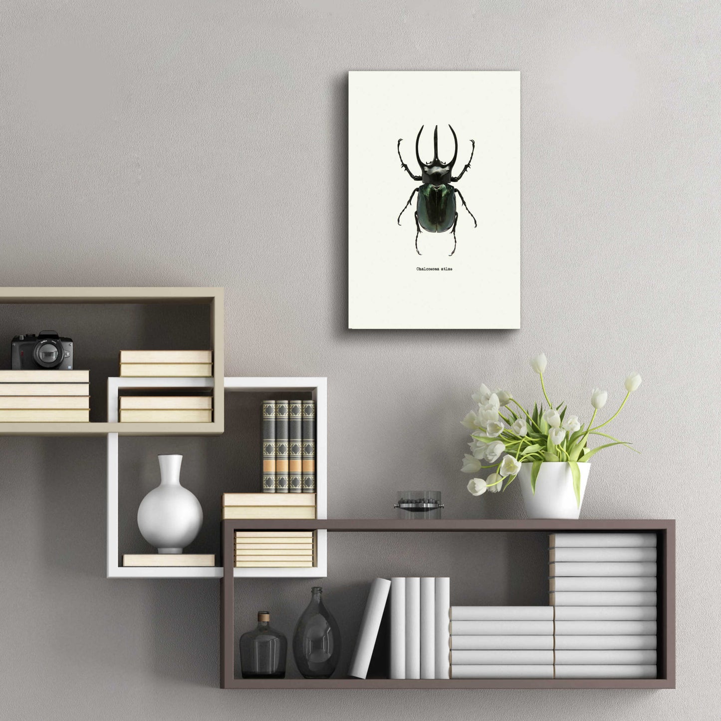 Epic Art 'Beetle Black' by GraphINC, Acrylic Glass Wall Art,16x24