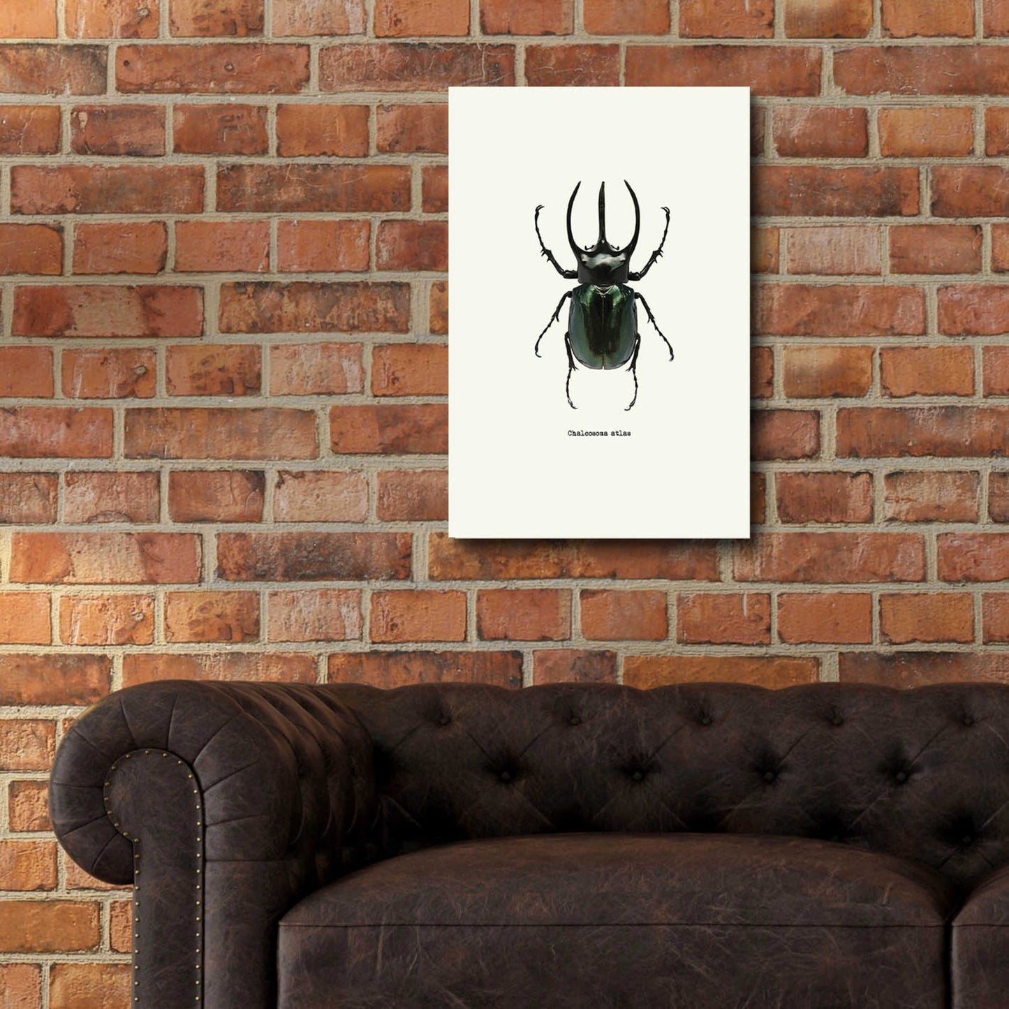 Epic Art 'Beetle Black' by GraphINC, Acrylic Glass Wall Art,16x24