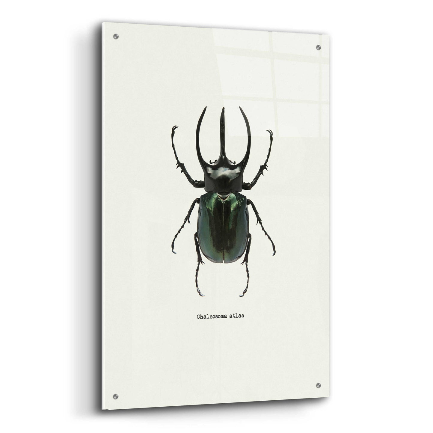 Epic Art 'Beetle Black' by GraphINC, Acrylic Glass Wall Art,24x36