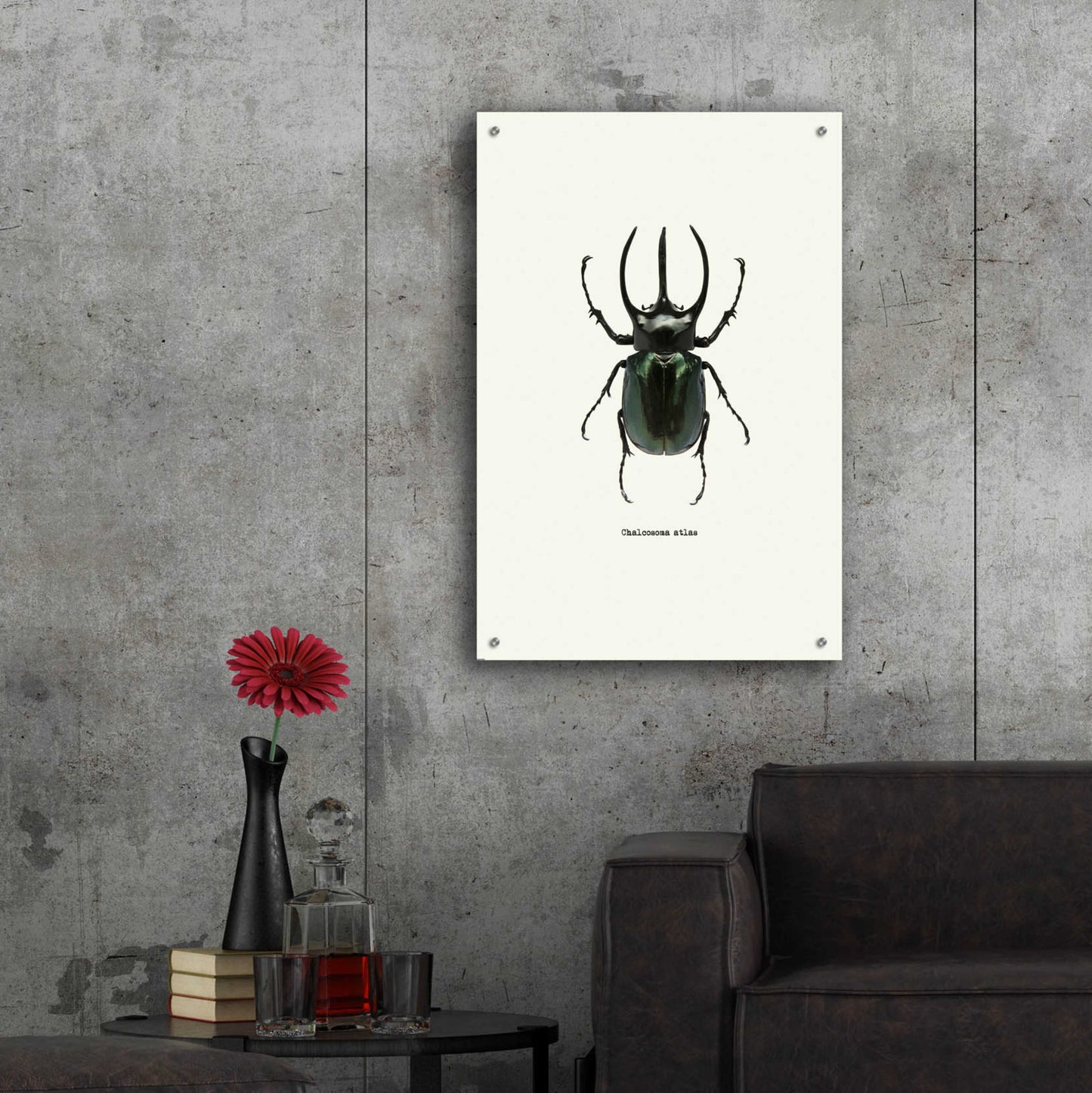 Epic Art 'Beetle Black' by GraphINC, Acrylic Glass Wall Art,24x36