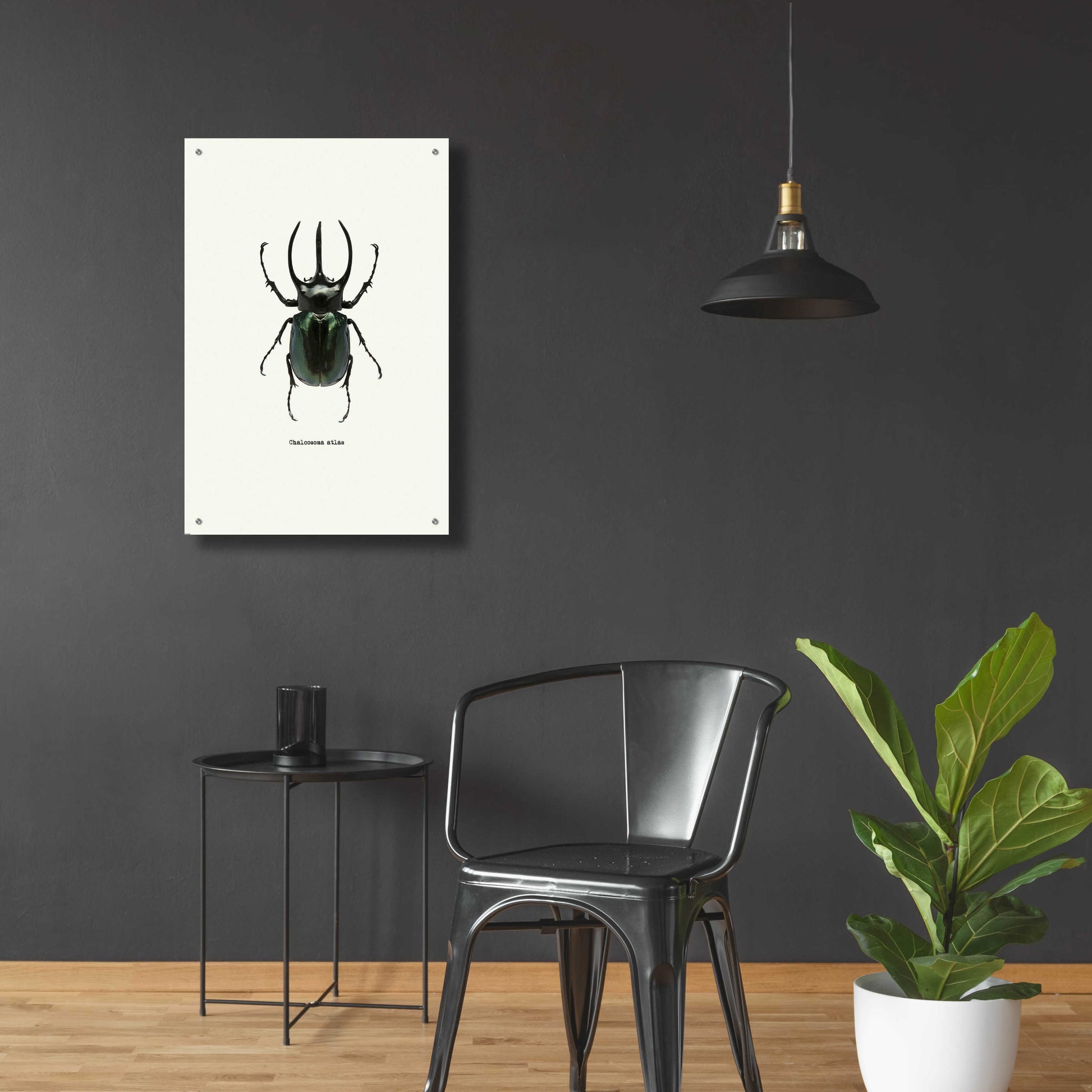 Epic Art 'Beetle Black' by GraphINC, Acrylic Glass Wall Art,24x36