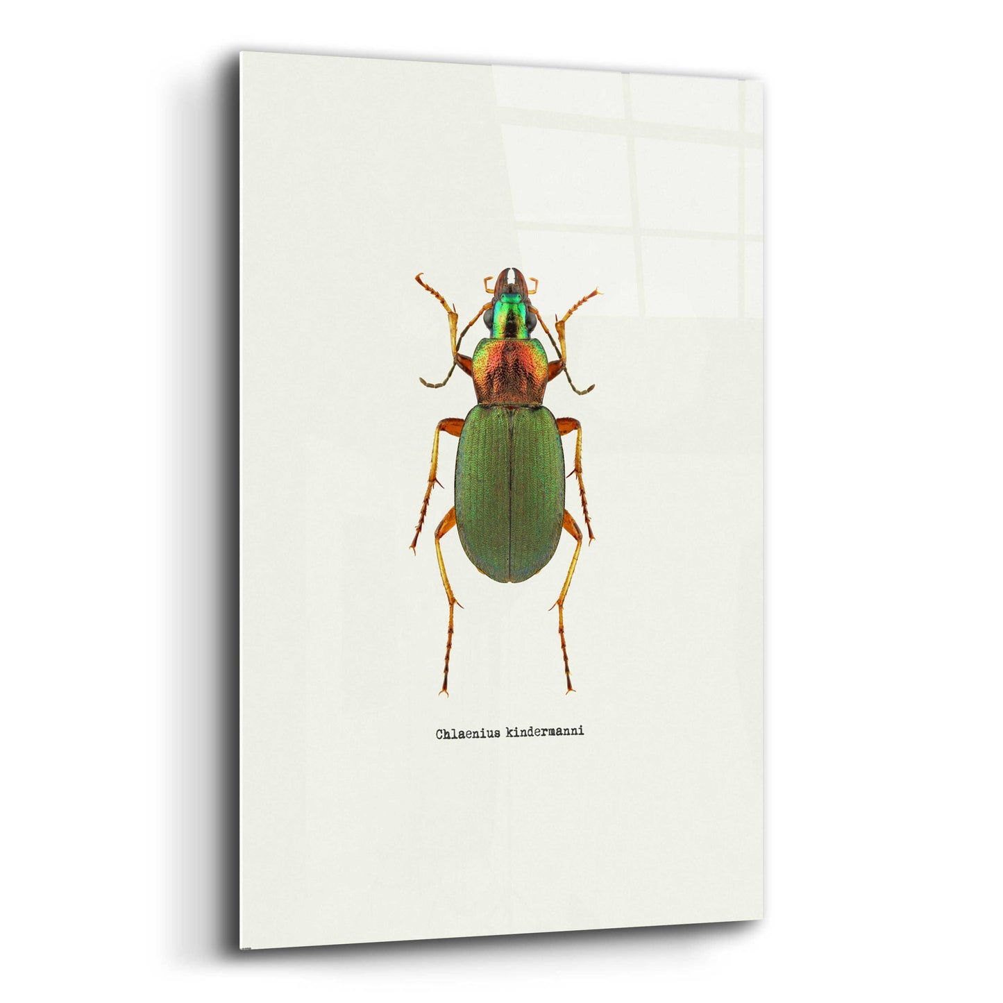 Epic Art 'Beetle Green' by GraphINC, Acrylic Glass Wall Art,12x16