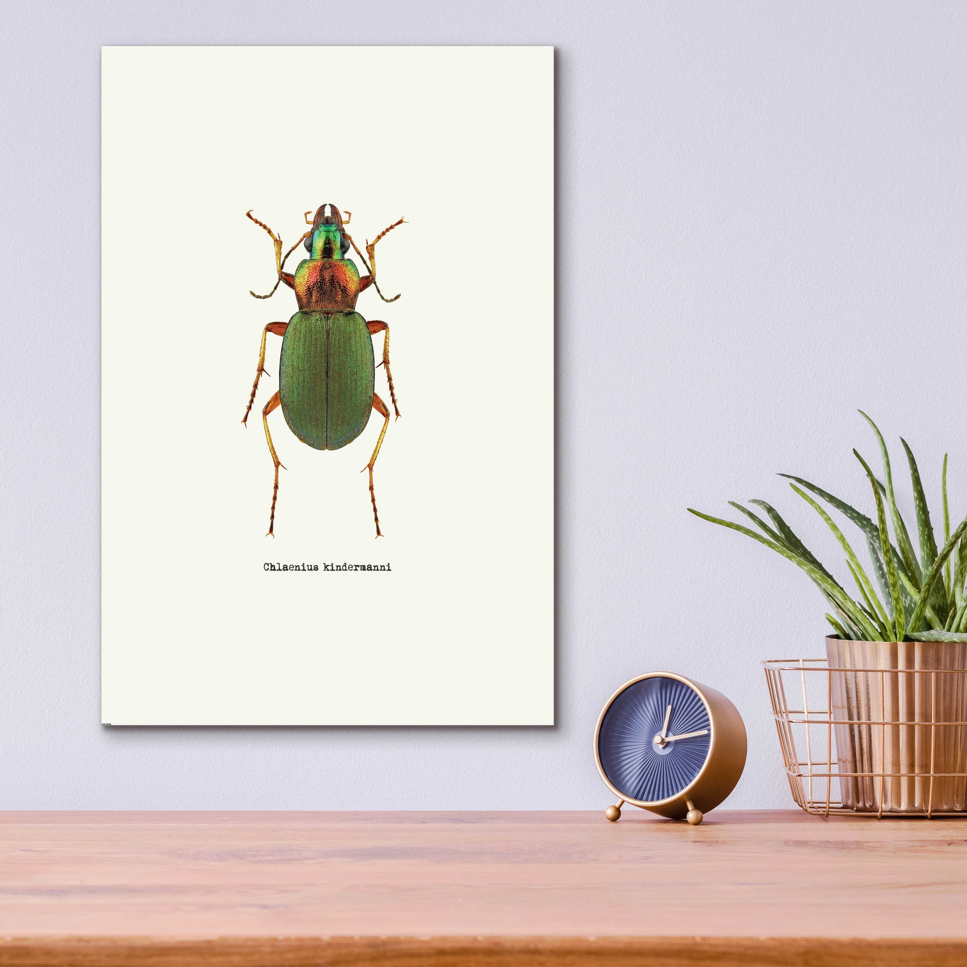 Epic Art 'Beetle Green' by GraphINC, Acrylic Glass Wall Art,12x16