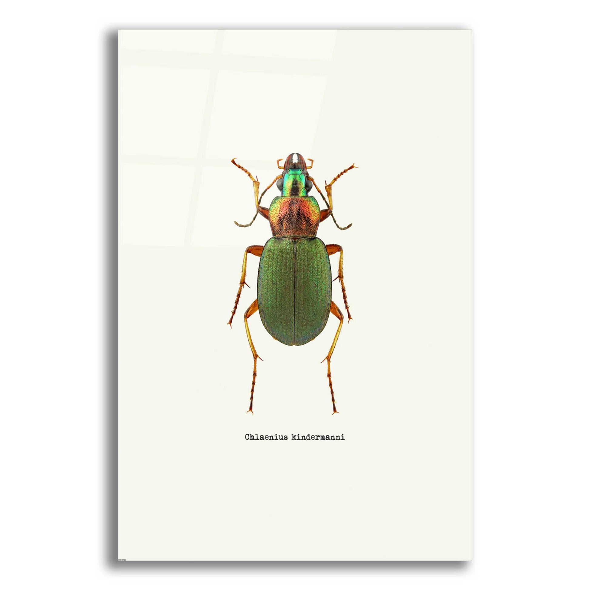 Epic Art 'Beetle Green' by GraphINC, Acrylic Glass Wall Art,12x16