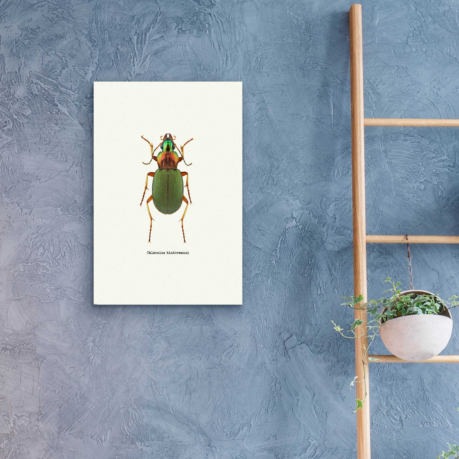 Epic Art 'Beetle Green' by GraphINC, Acrylic Glass Wall Art,16x24