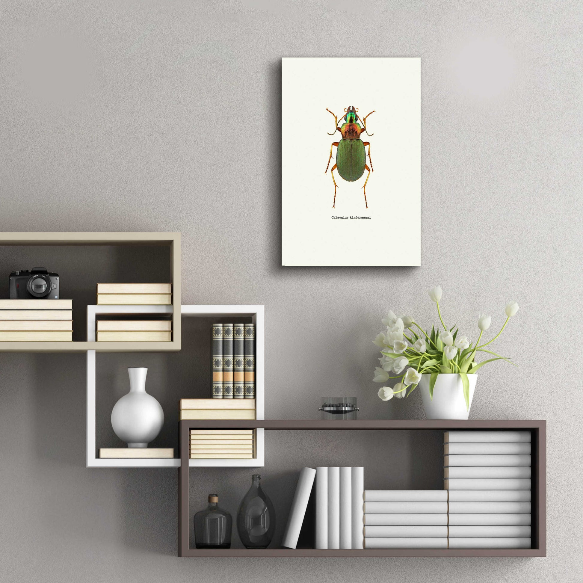 Epic Art 'Beetle Green' by GraphINC, Acrylic Glass Wall Art,16x24