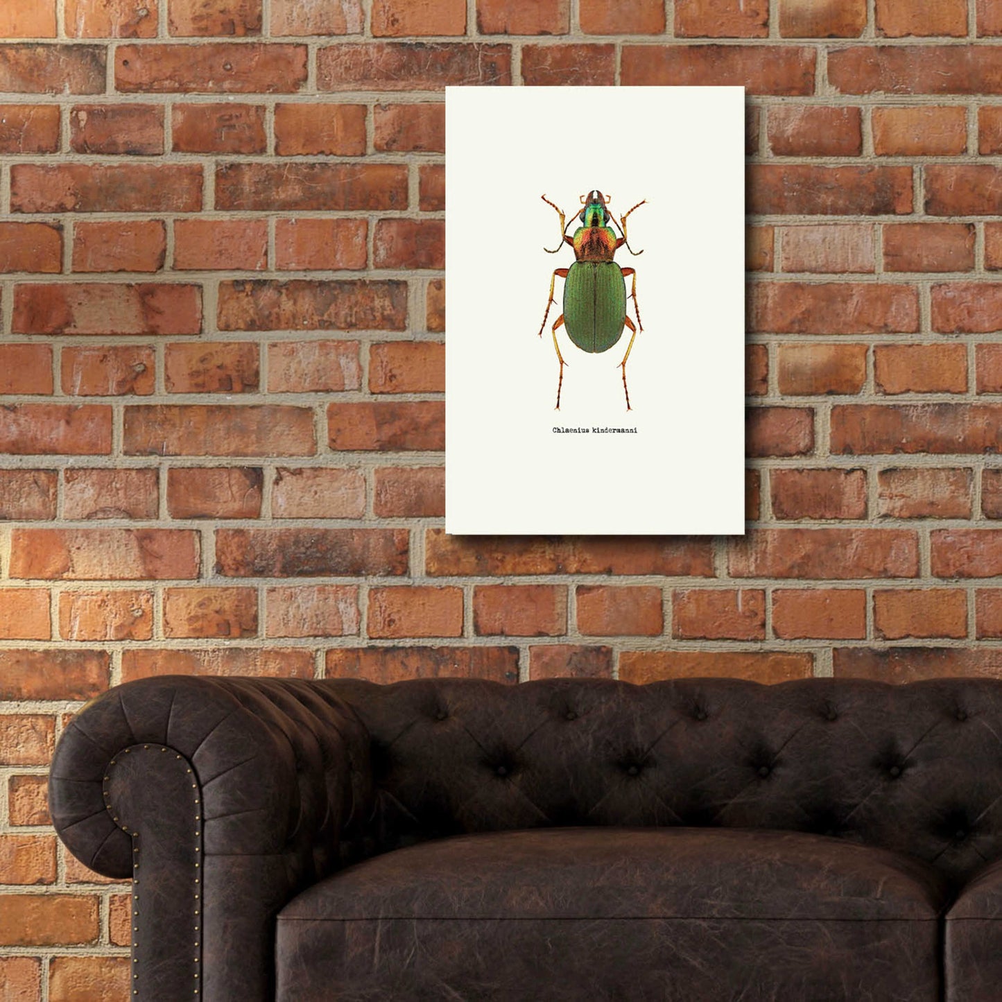 Epic Art 'Beetle Green' by GraphINC, Acrylic Glass Wall Art,16x24