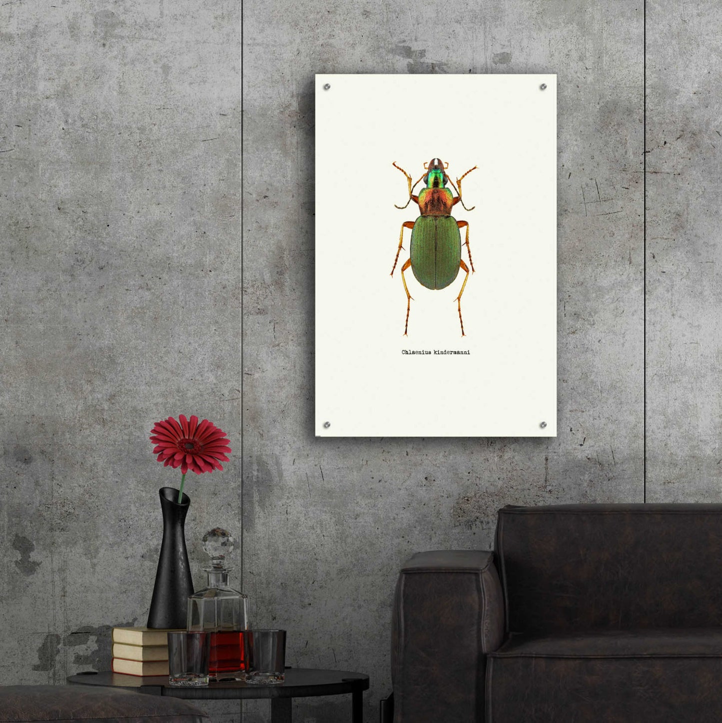 Epic Art 'Beetle Green' by GraphINC, Acrylic Glass Wall Art,24x36