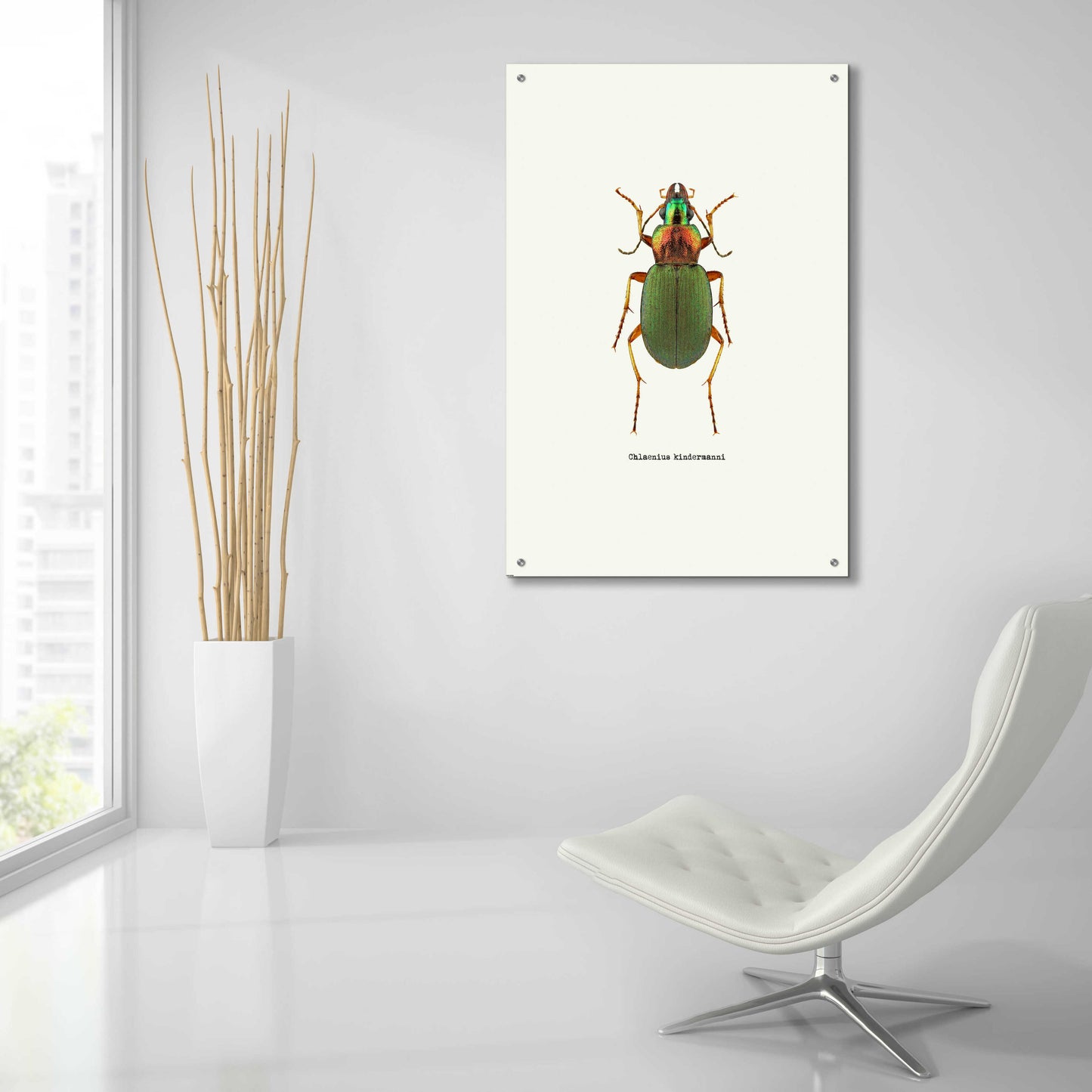 Epic Art 'Beetle Green' by GraphINC, Acrylic Glass Wall Art,24x36