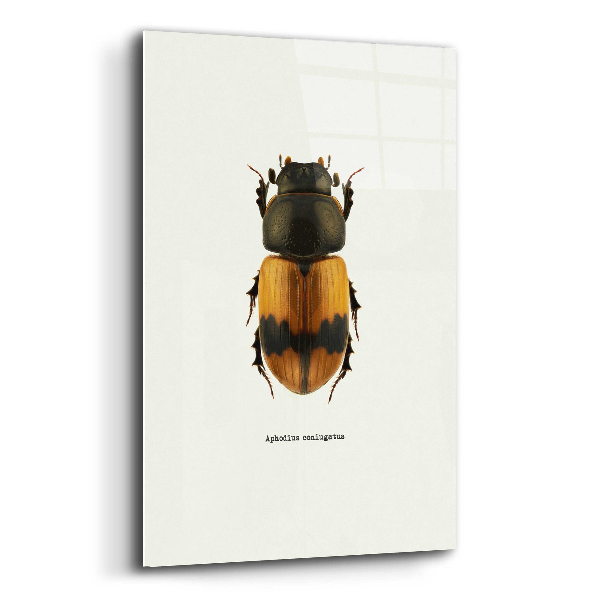 Epic Art 'Beetle Orange' by GraphINC, Acrylic Glass Wall Art,12x16