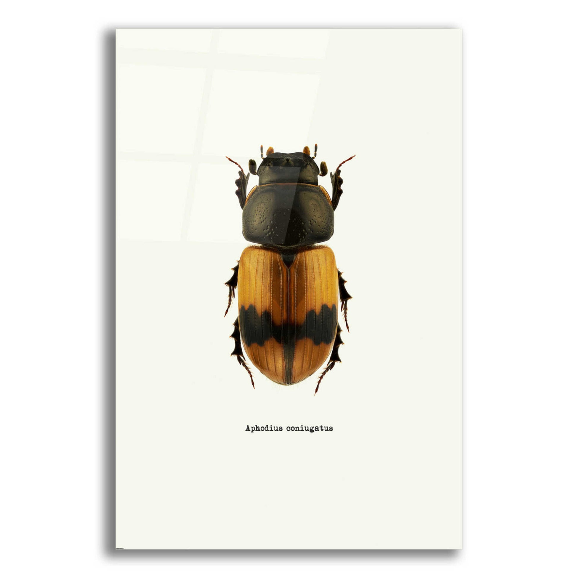 Epic Art 'Beetle Orange' by GraphINC, Acrylic Glass Wall Art,12x16