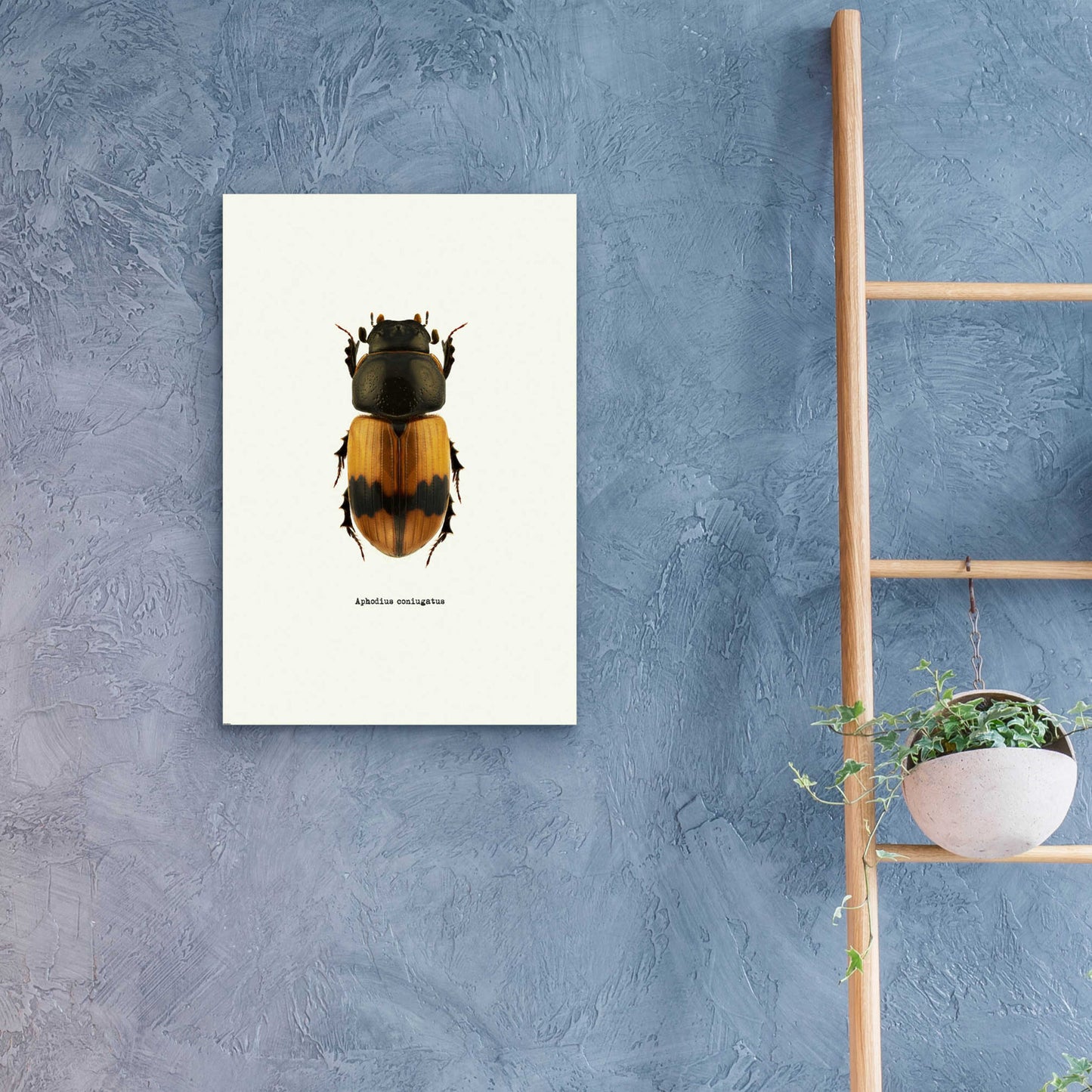 Epic Art 'Beetle Orange' by GraphINC, Acrylic Glass Wall Art,16x24