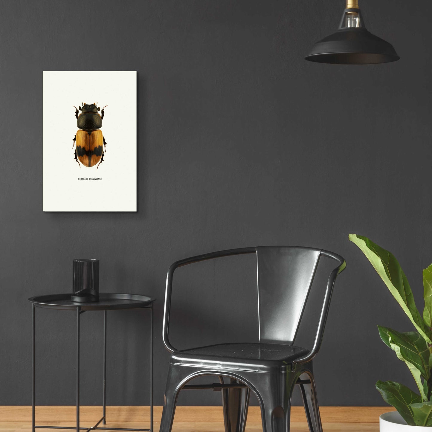 Epic Art 'Beetle Orange' by GraphINC, Acrylic Glass Wall Art,16x24