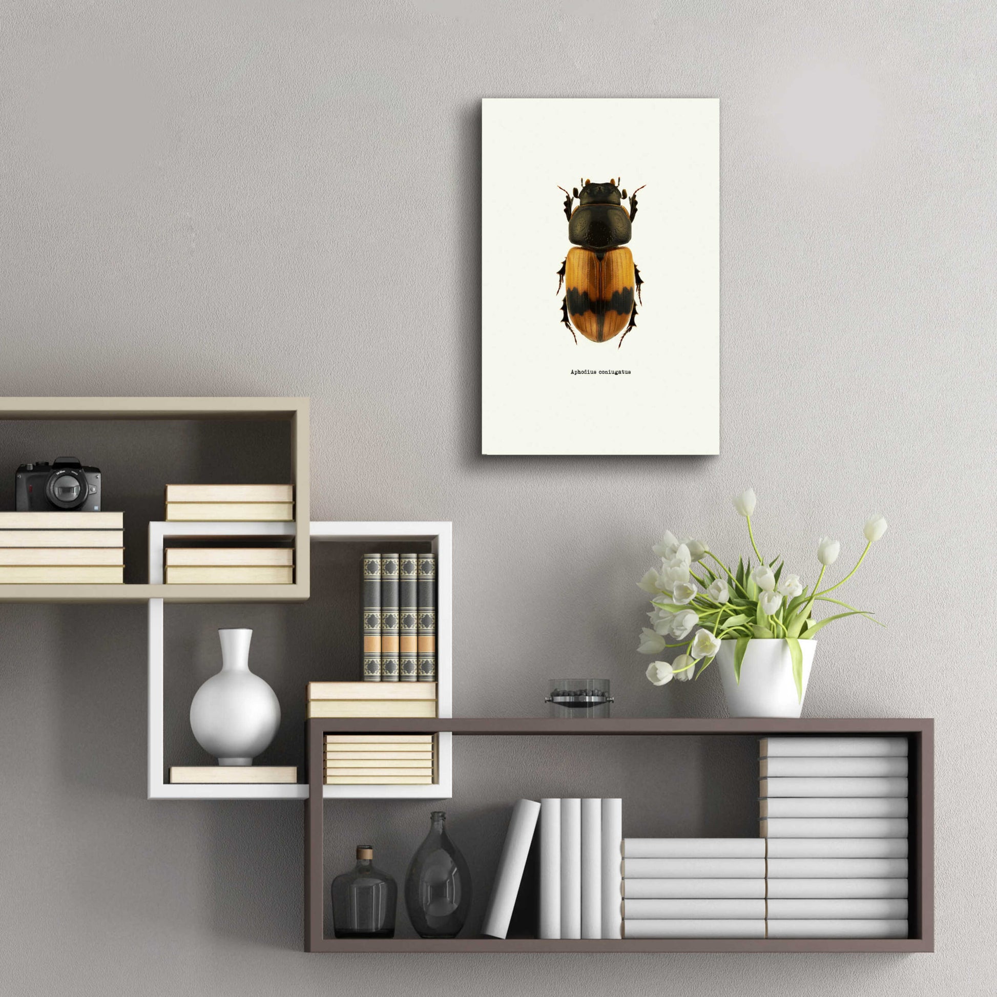 Epic Art 'Beetle Orange' by GraphINC, Acrylic Glass Wall Art,16x24