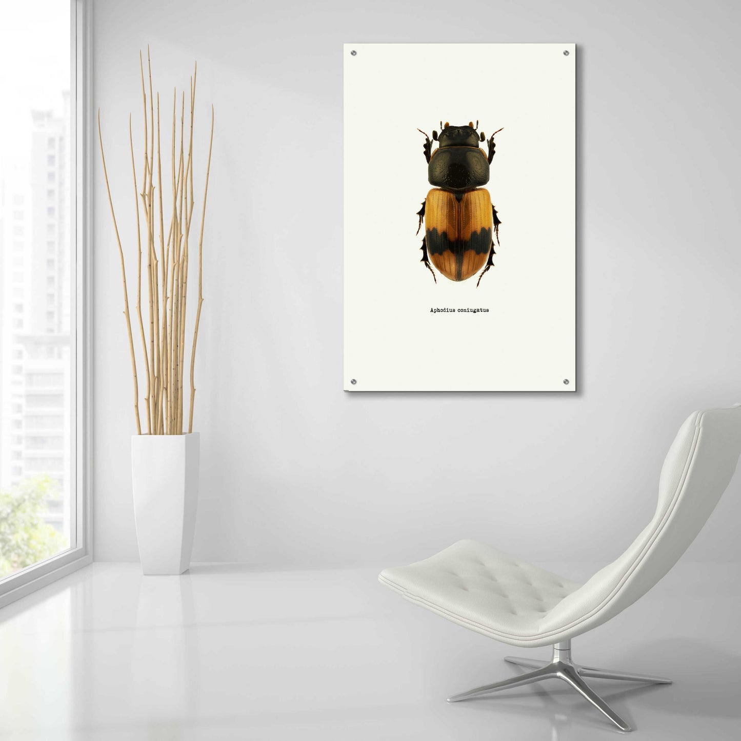 Epic Art 'Beetle Orange' by GraphINC, Acrylic Glass Wall Art,24x36