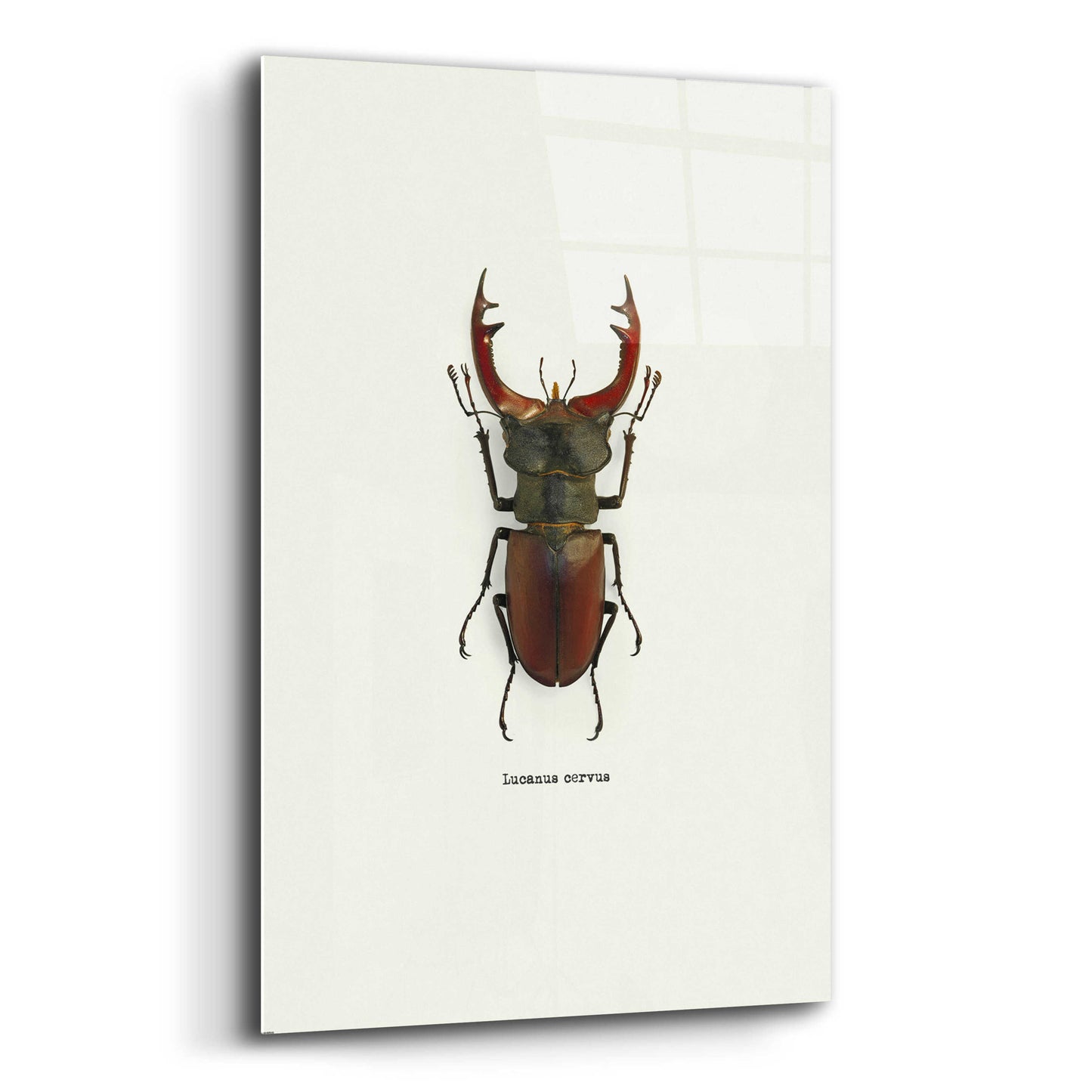 Epic Art 'Beetle Red' by GraphINC, Acrylic Glass Wall Art,12x16