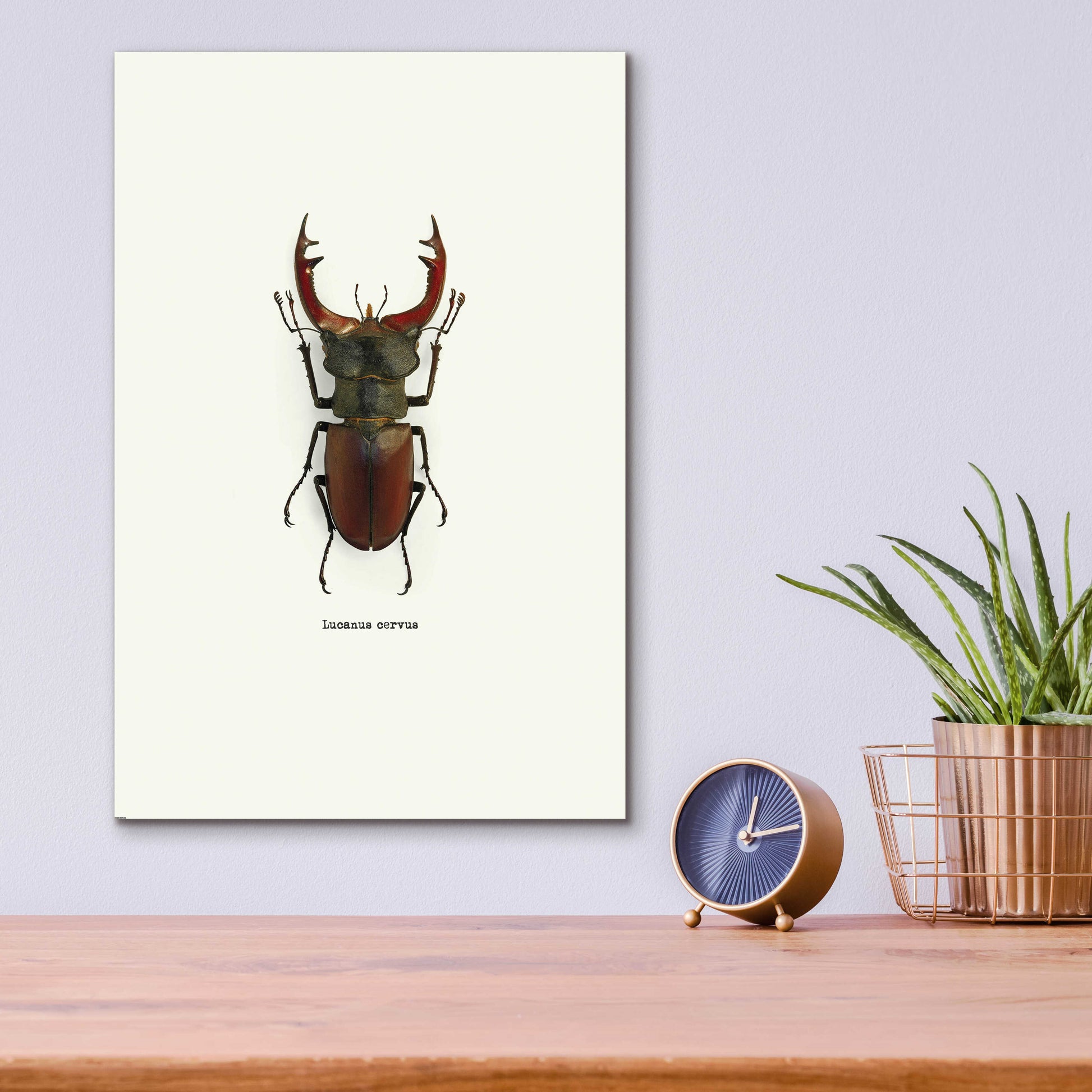 Epic Art 'Beetle Red' by GraphINC, Acrylic Glass Wall Art,12x16