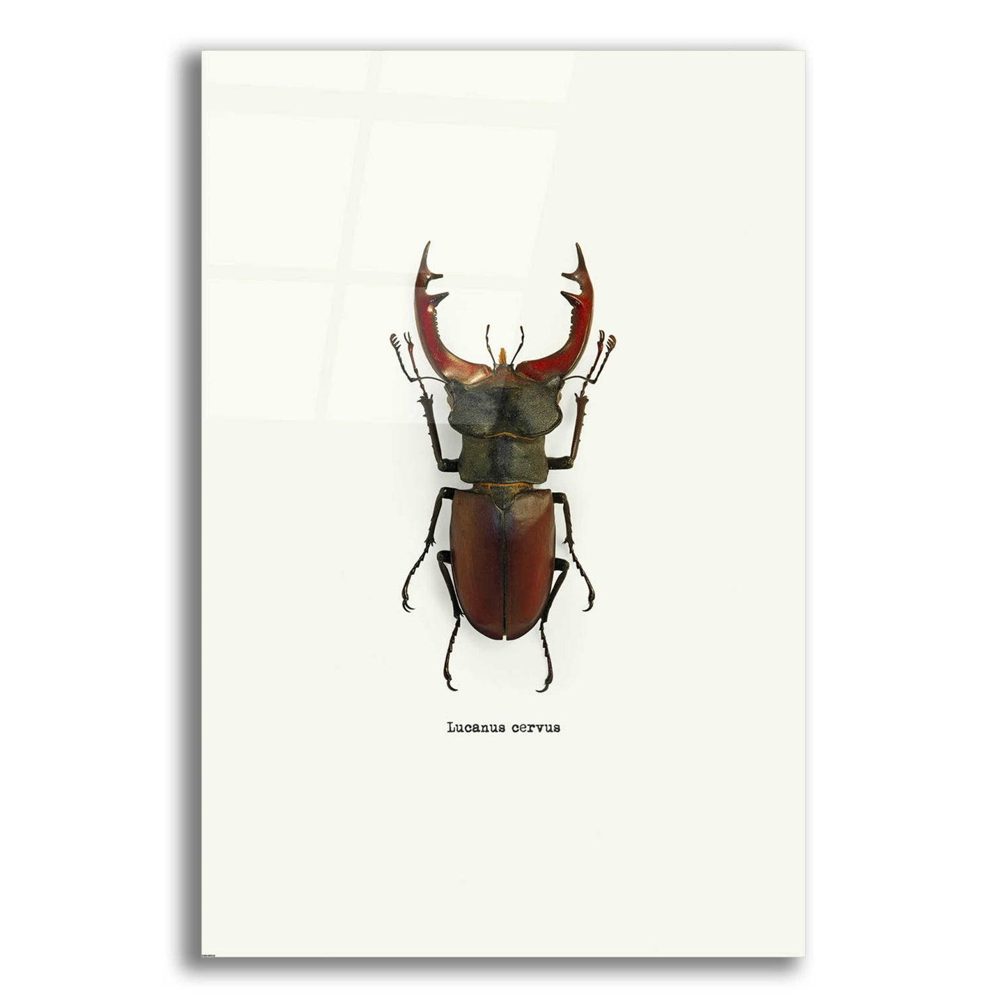 Epic Art 'Beetle Red' by GraphINC, Acrylic Glass Wall Art,12x16