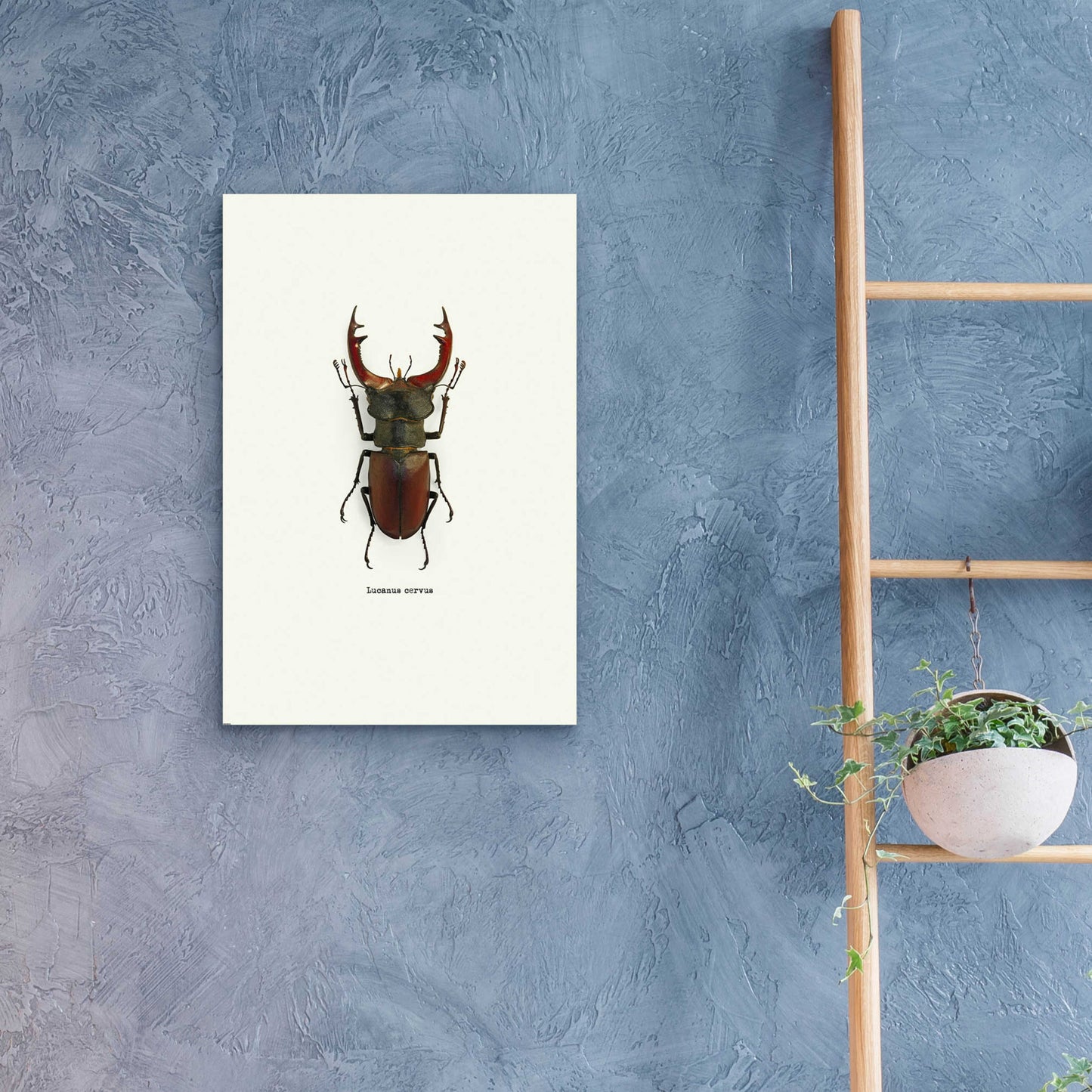 Epic Art 'Beetle Red' by GraphINC, Acrylic Glass Wall Art,16x24