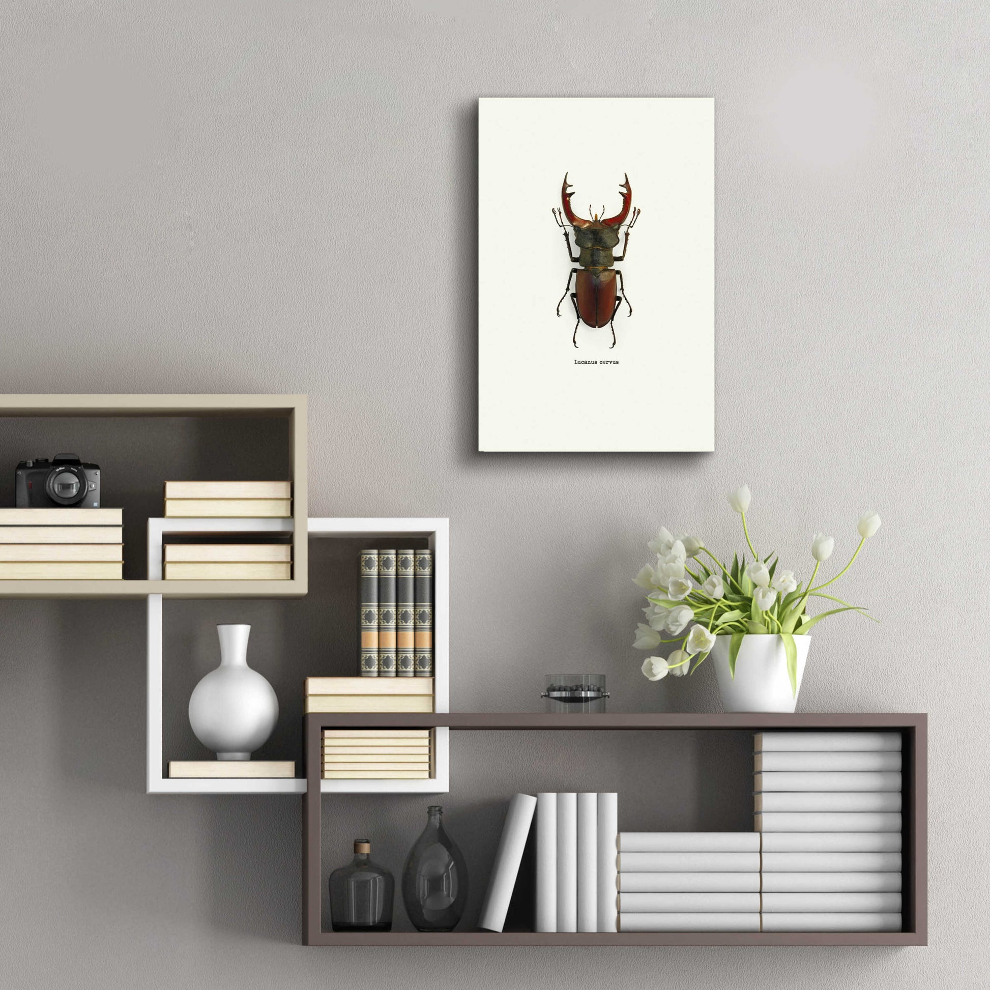 Epic Art 'Beetle Red' by GraphINC, Acrylic Glass Wall Art,16x24