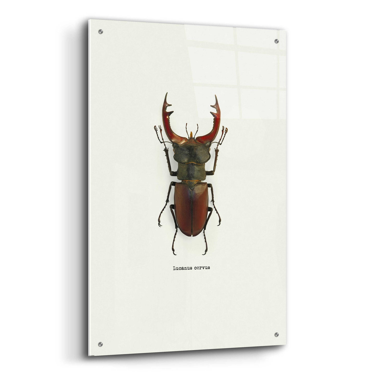 Epic Art 'Beetle Red' by GraphINC, Acrylic Glass Wall Art,24x36