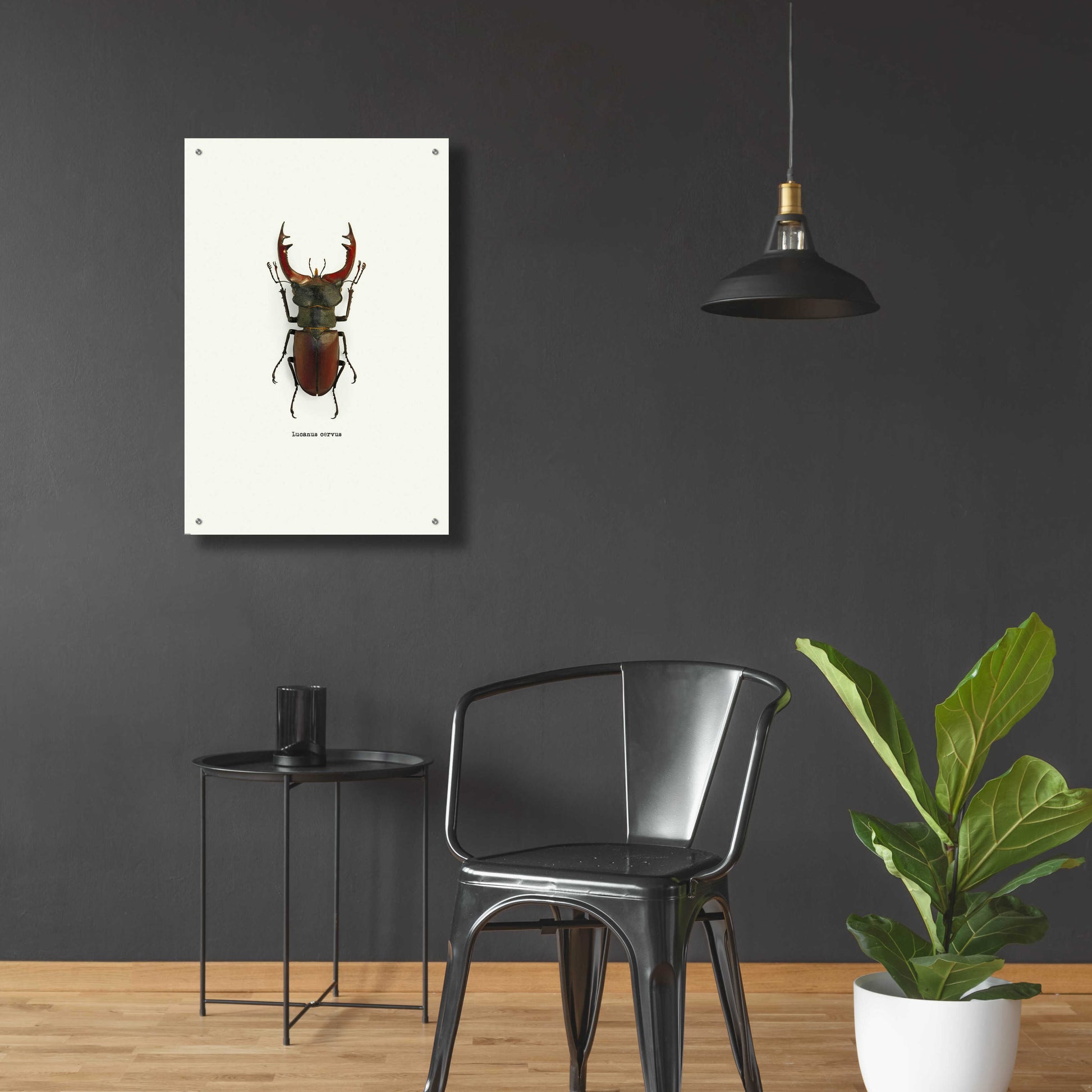 Epic Art 'Beetle Red' by GraphINC, Acrylic Glass Wall Art,24x36