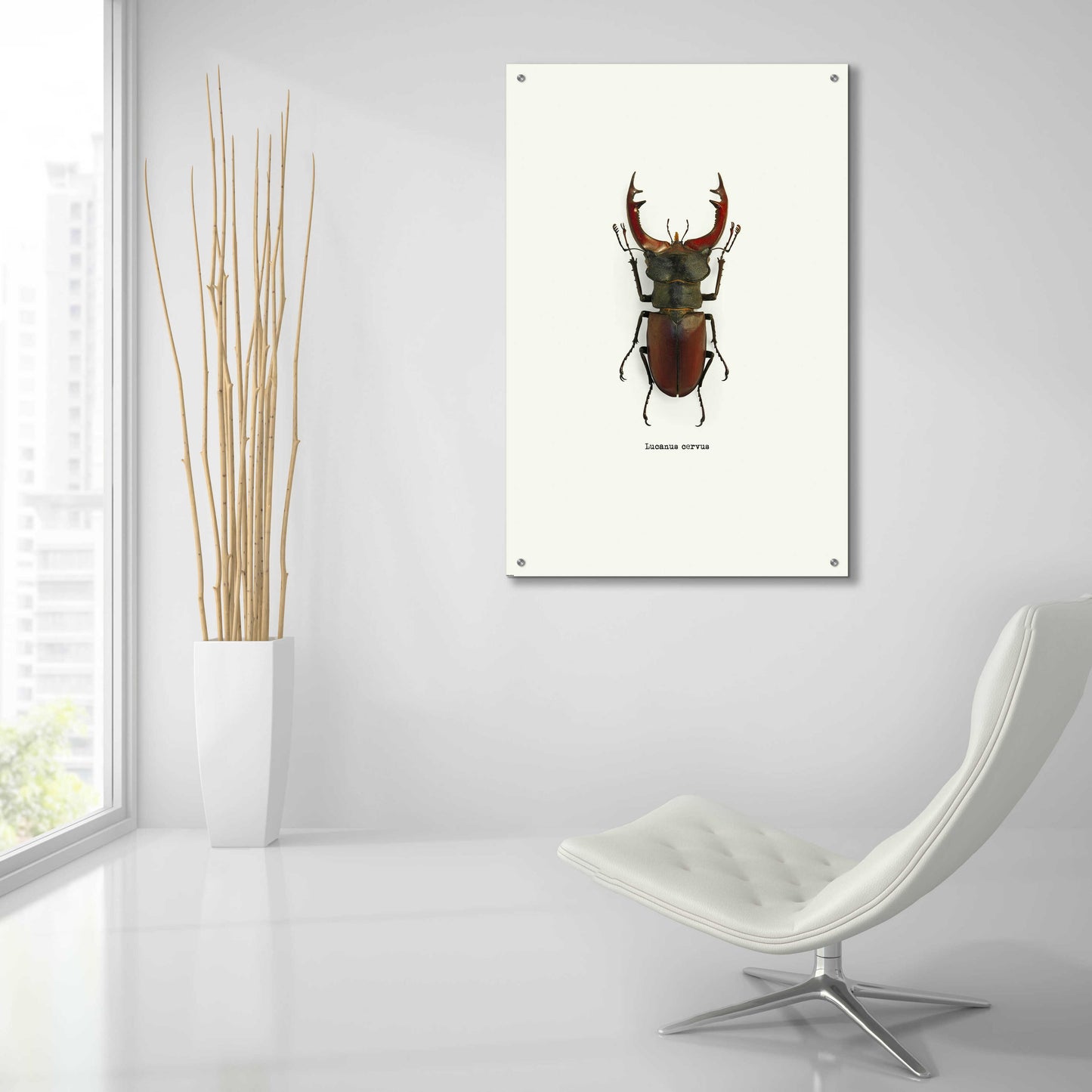 Epic Art 'Beetle Red' by GraphINC, Acrylic Glass Wall Art,24x36