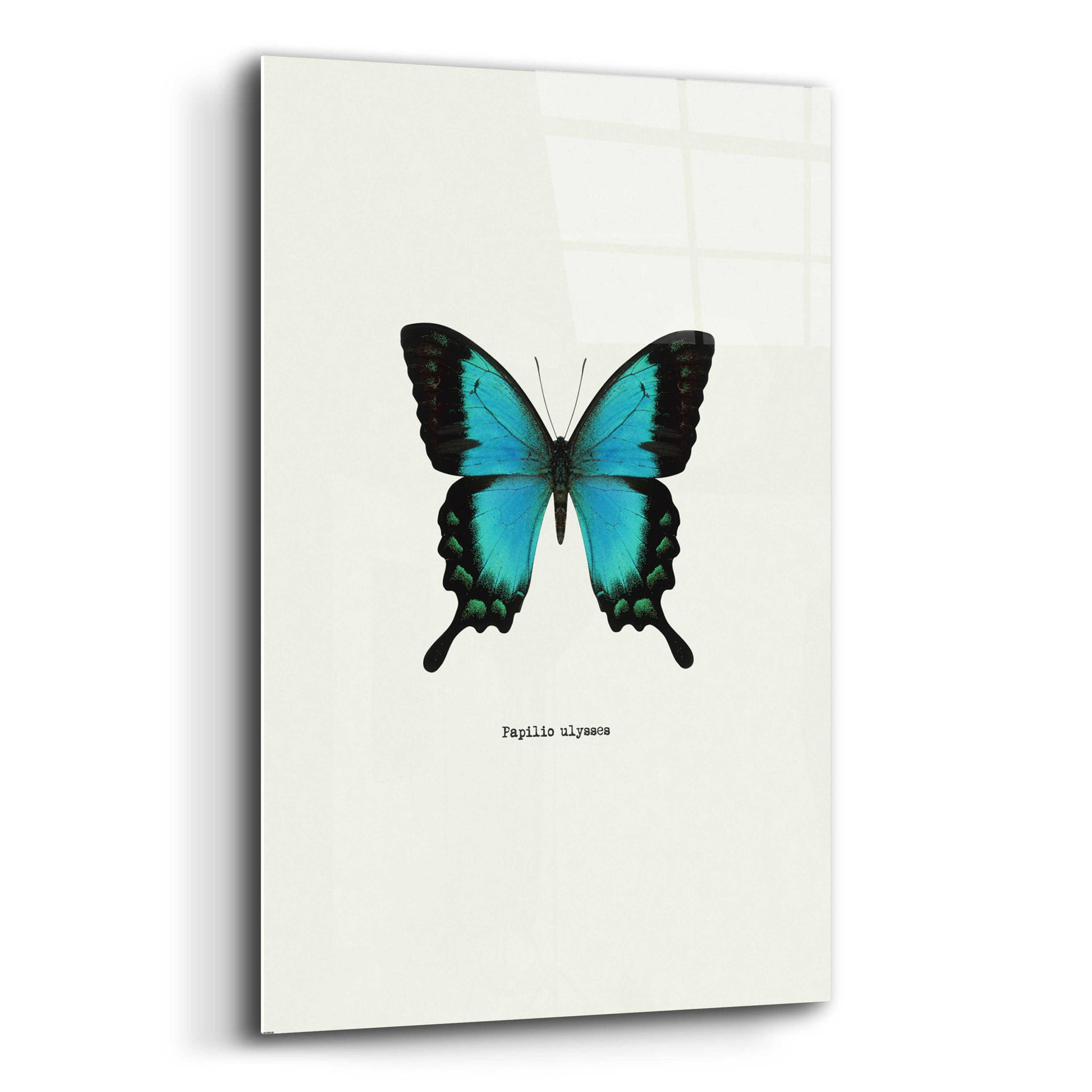 Epic Art 'Blue Butterfly' by GraphINC, Acrylic Glass Wall Art,12x16