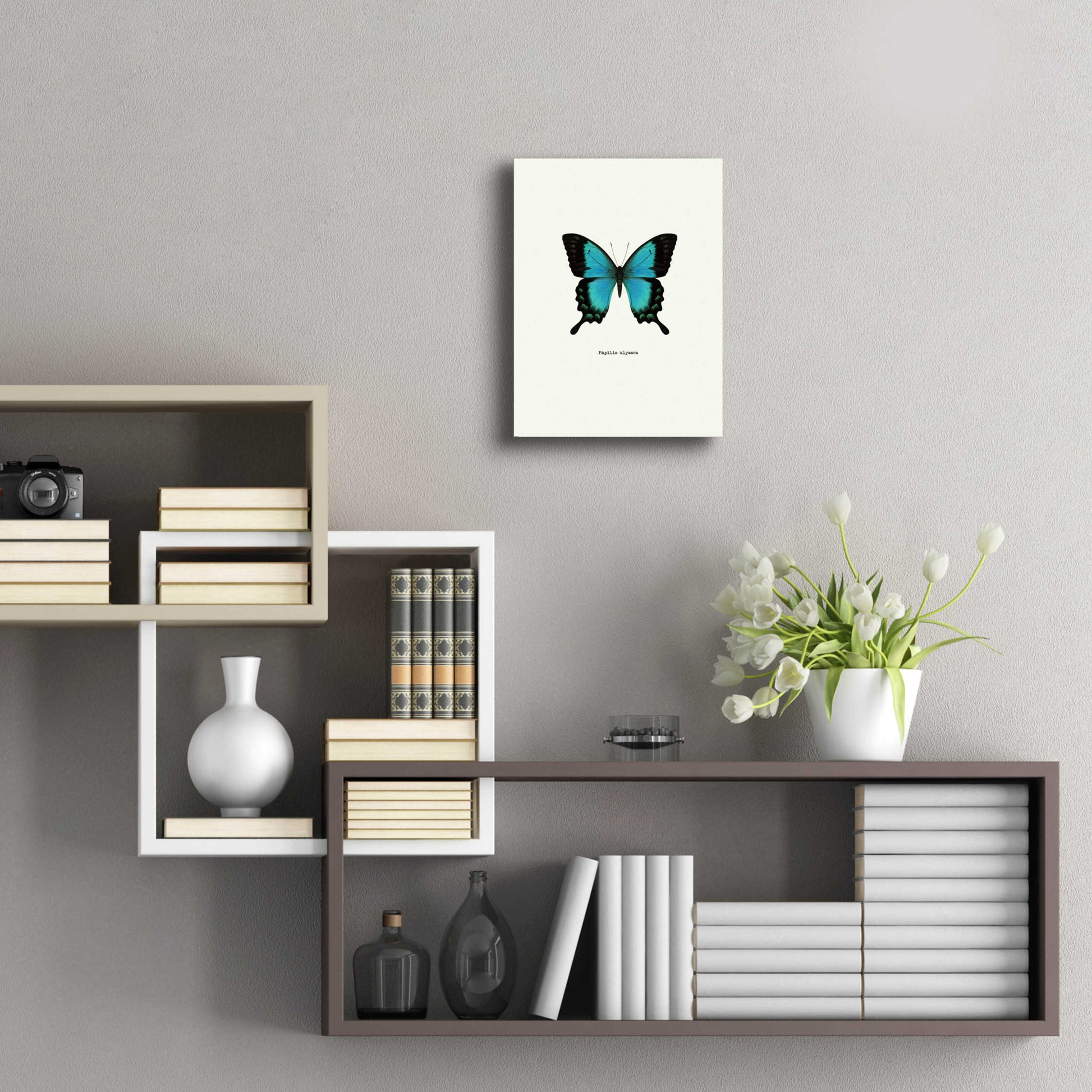 Epic Art 'Blue Butterfly' by GraphINC, Acrylic Glass Wall Art,12x16