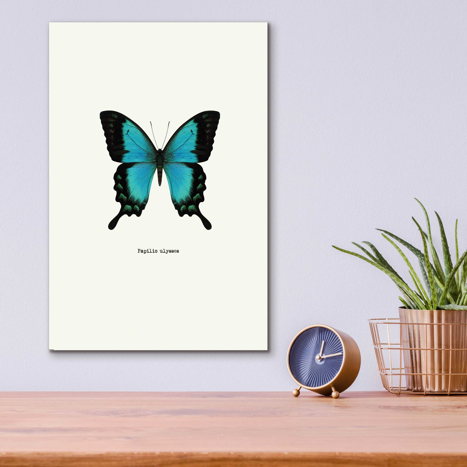 Epic Art 'Blue Butterfly' by GraphINC, Acrylic Glass Wall Art,12x16