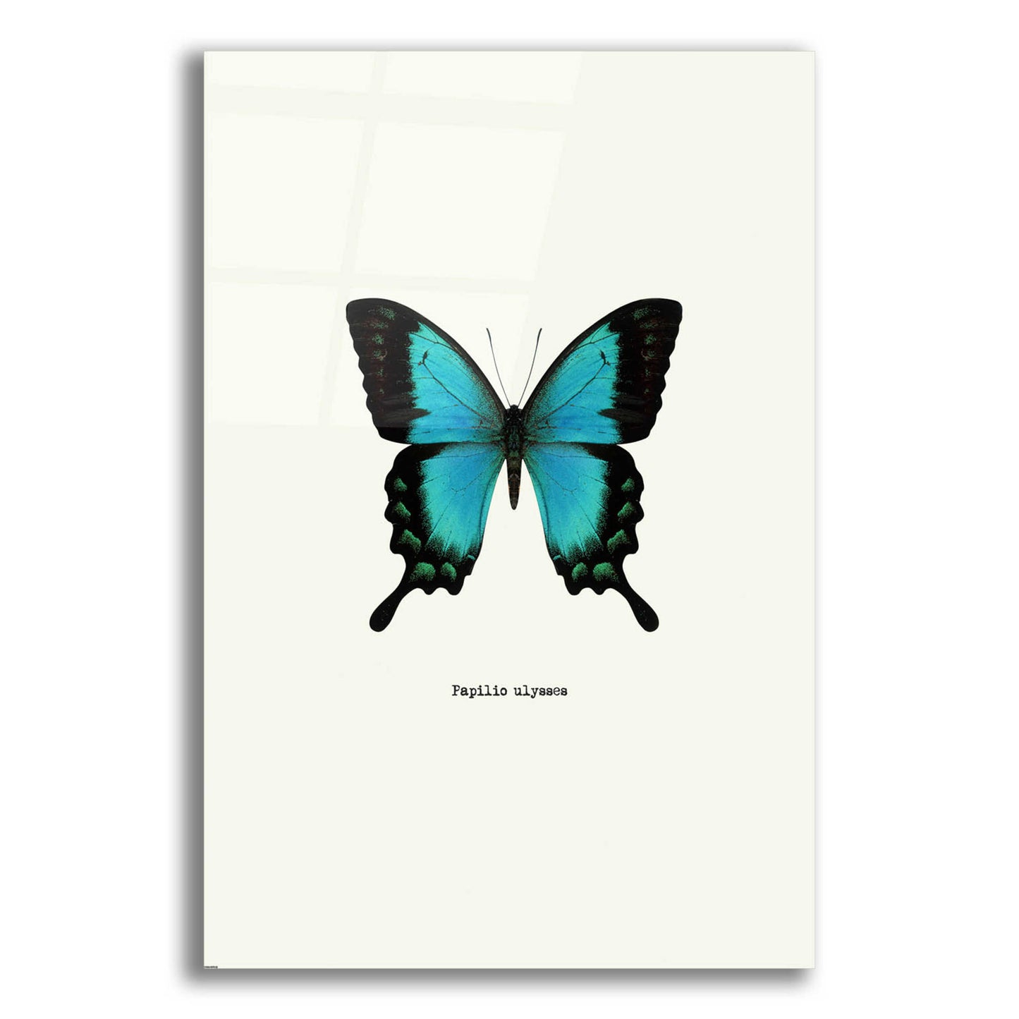 Epic Art 'Blue Butterfly' by GraphINC, Acrylic Glass Wall Art,12x16