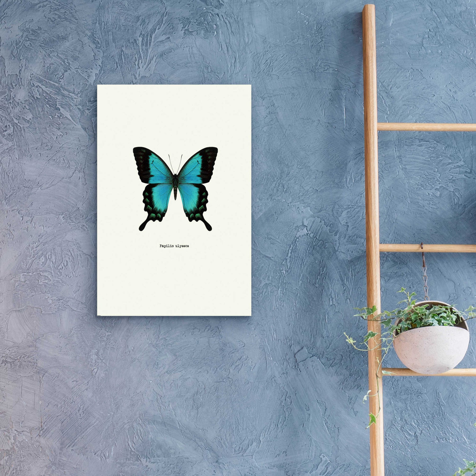 Epic Art 'Blue Butterfly' by GraphINC, Acrylic Glass Wall Art,16x24