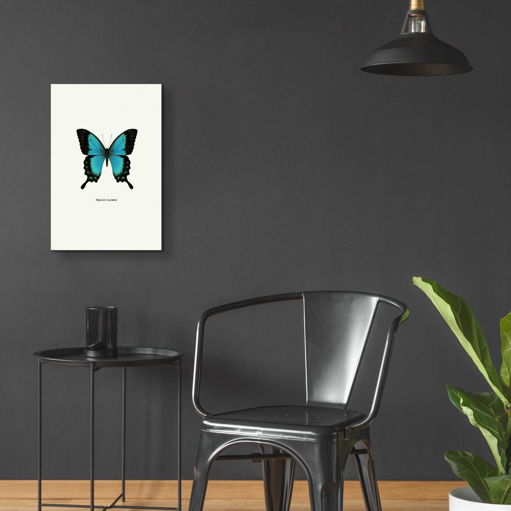 Epic Art 'Blue Butterfly' by GraphINC, Acrylic Glass Wall Art,16x24